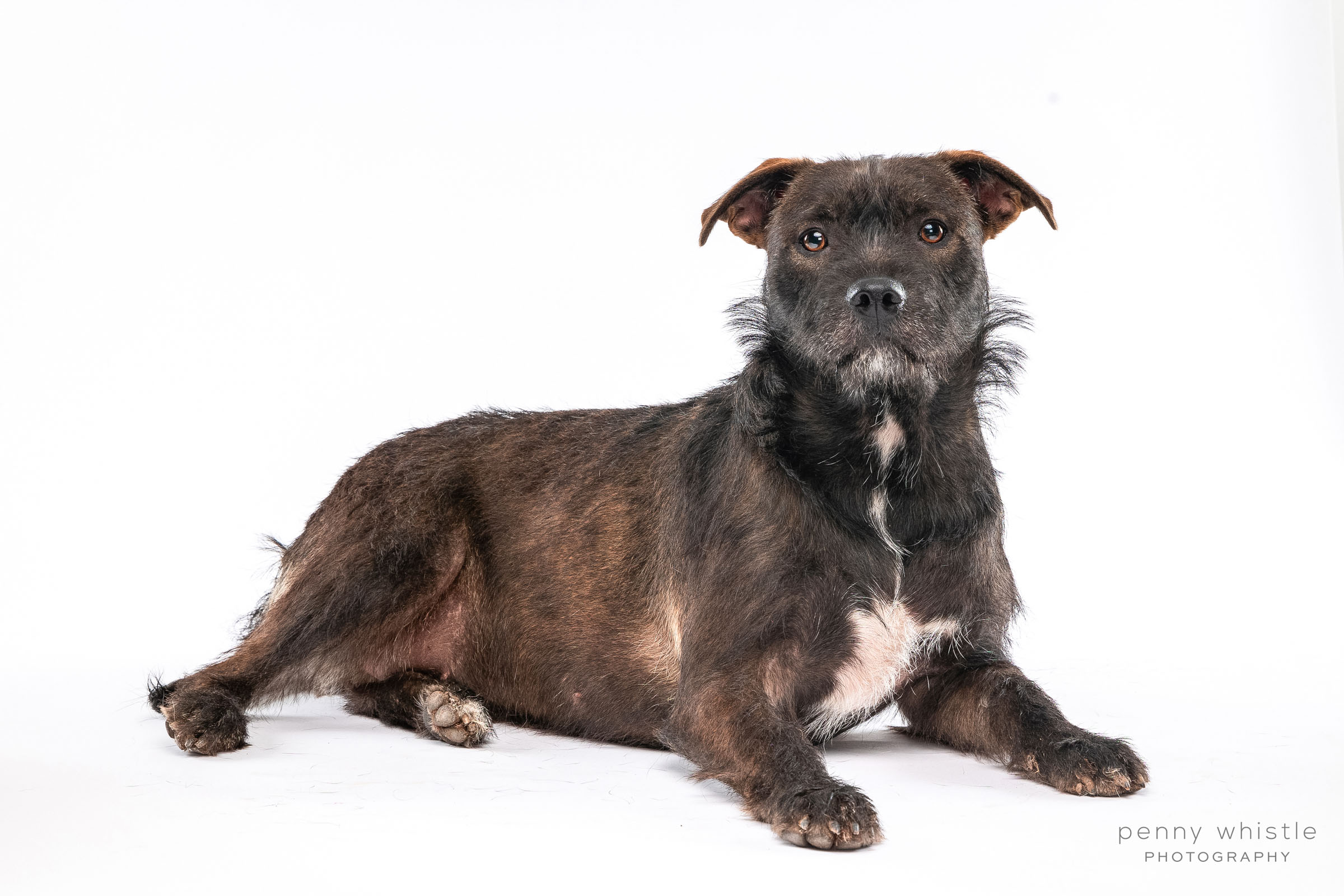 Snickers, a Adoptable mixed breed image 2/10