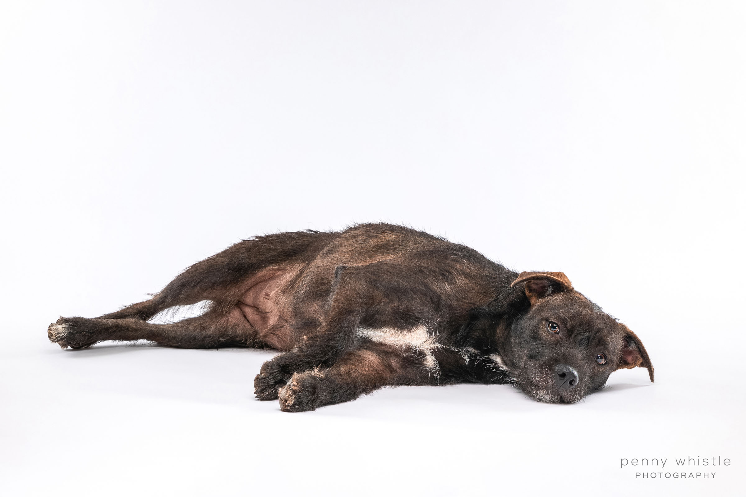 Snickers, a Adoptable mixed breed image 3/10