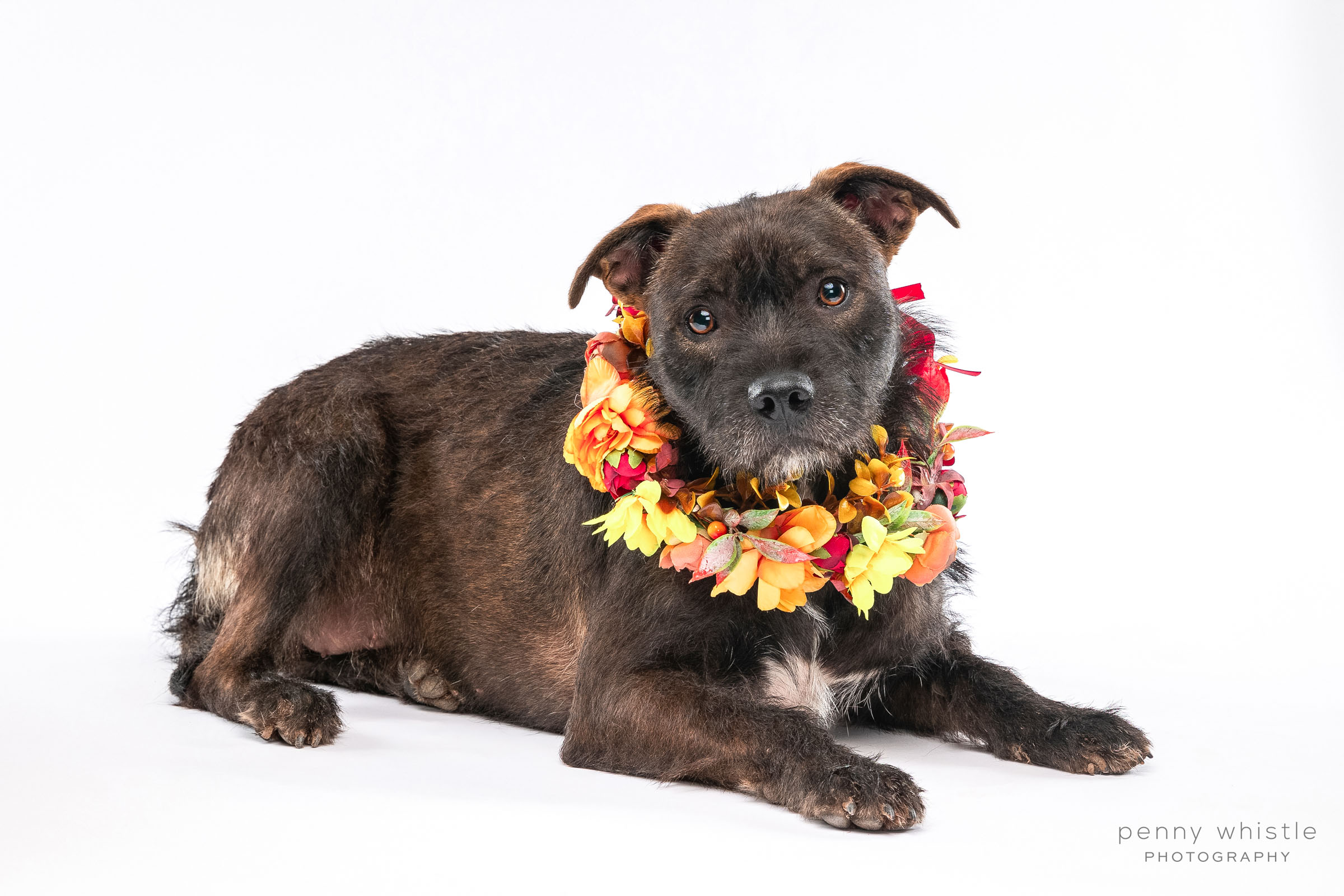Snickers, a Adoptable mixed breed image 4/10