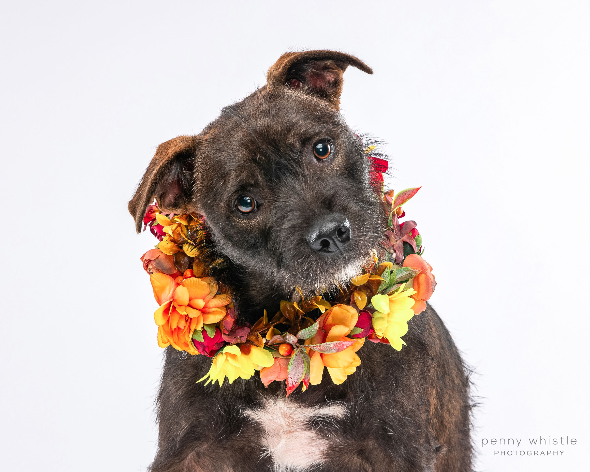 Snickers, a Adoptable mixed breed image 5/10