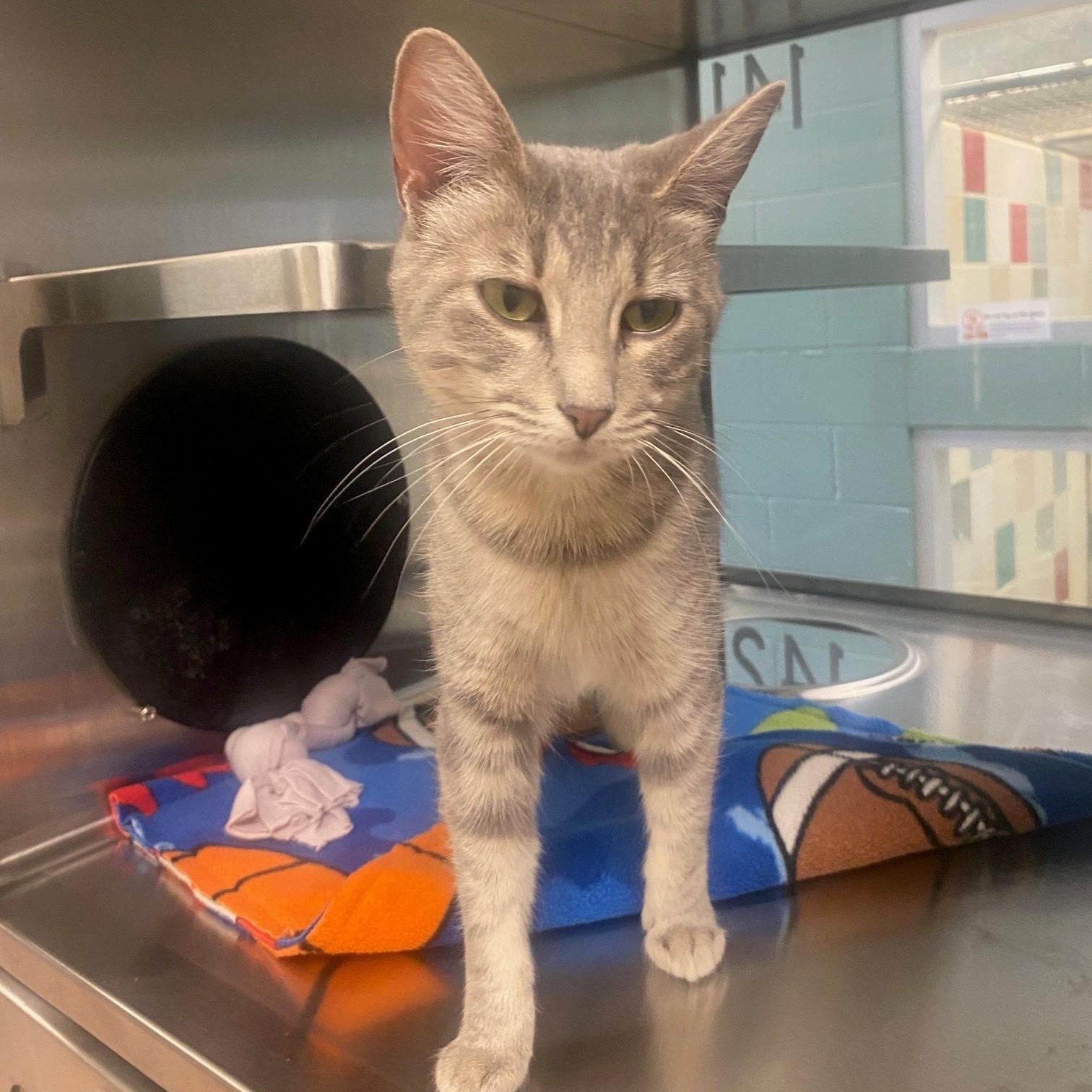 Gracie A220465, Adopted, Young Female Domestic Short Hair.