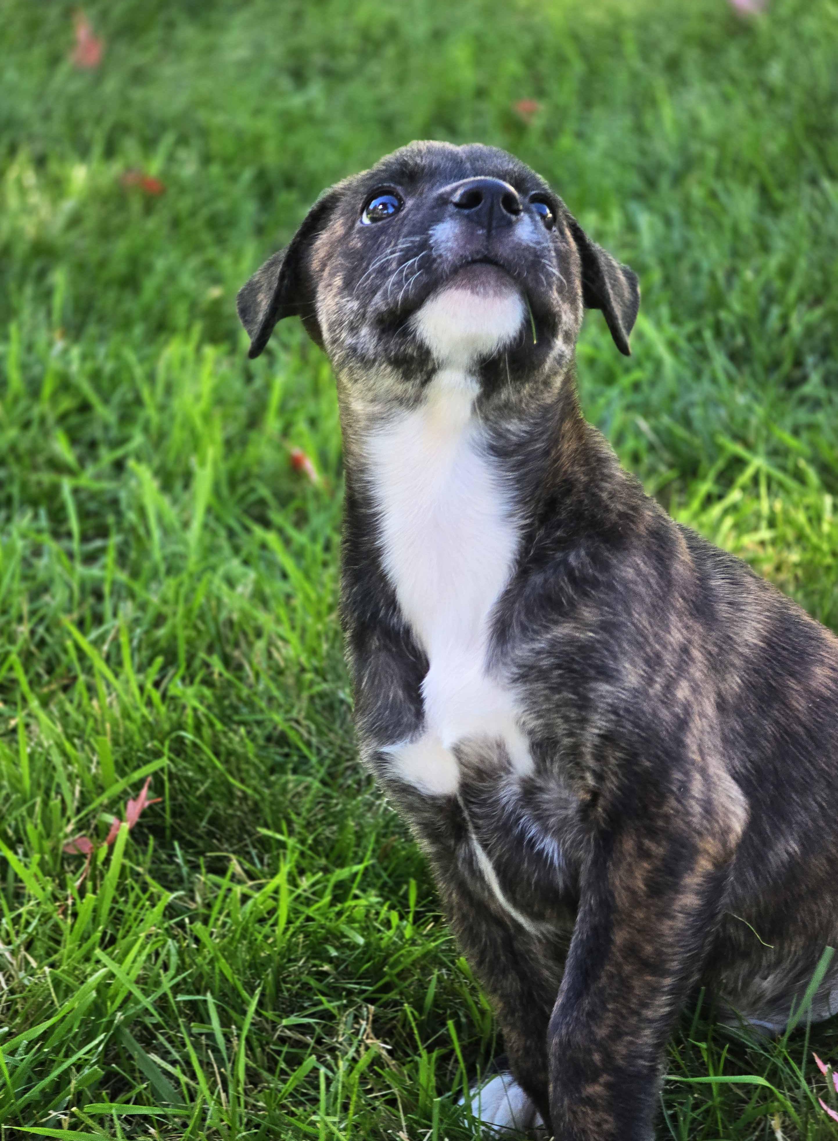 Enlarge Bucatini, a Adoptable mixed breed in Schaumburg, IL image 5/5