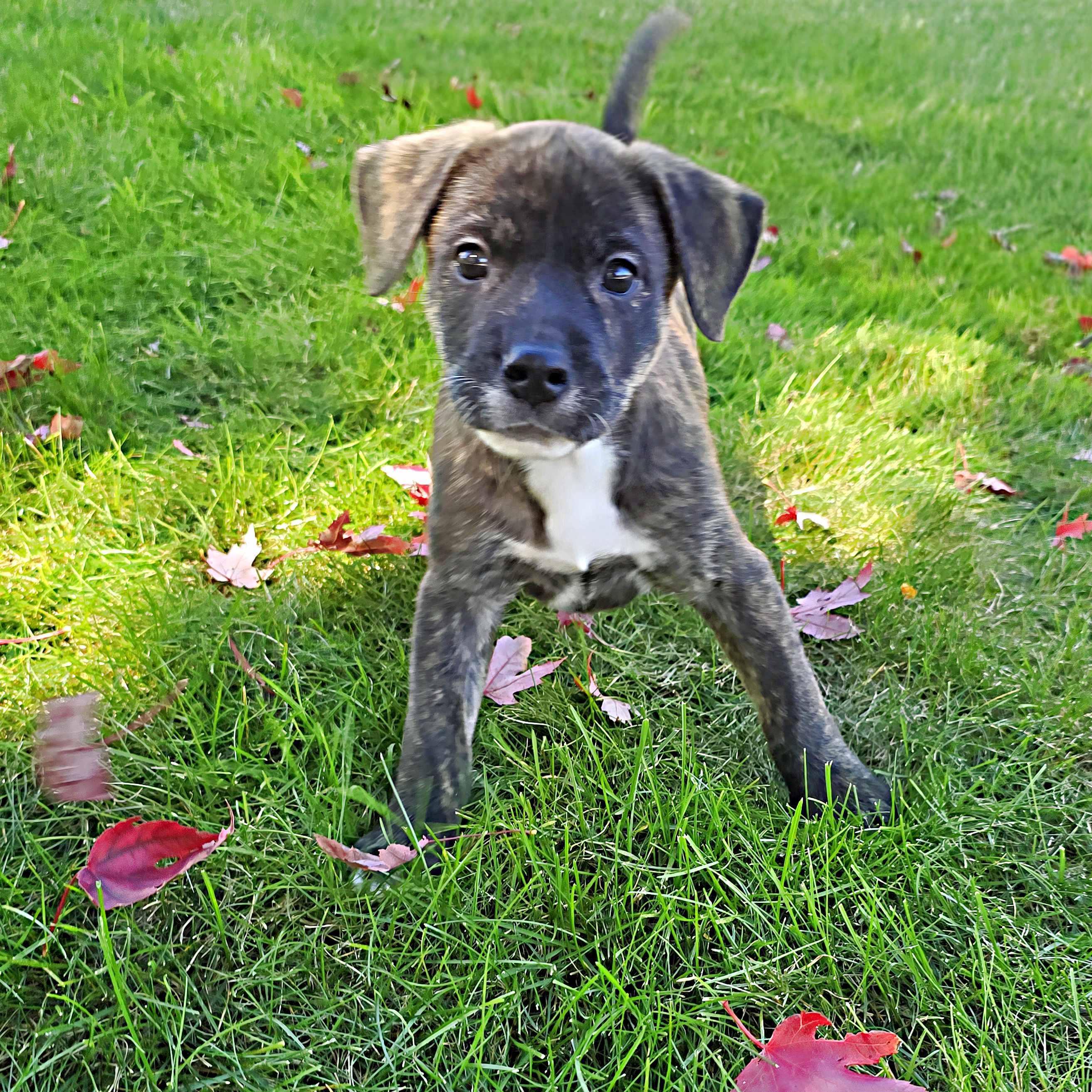 Enlarge Bucatini, a Adoptable mixed breed in Schaumburg, IL image 3/5