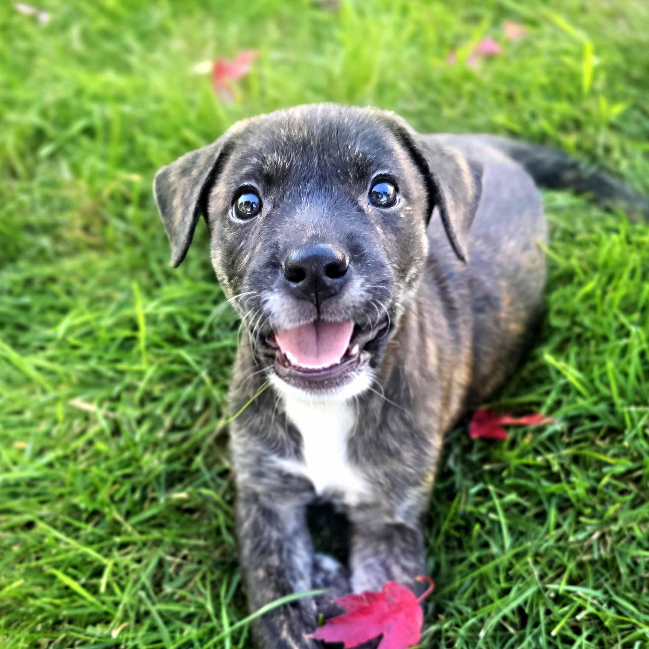 Enlarge Bucatini, a Adoptable mixed breed in Schaumburg, IL image 1/5