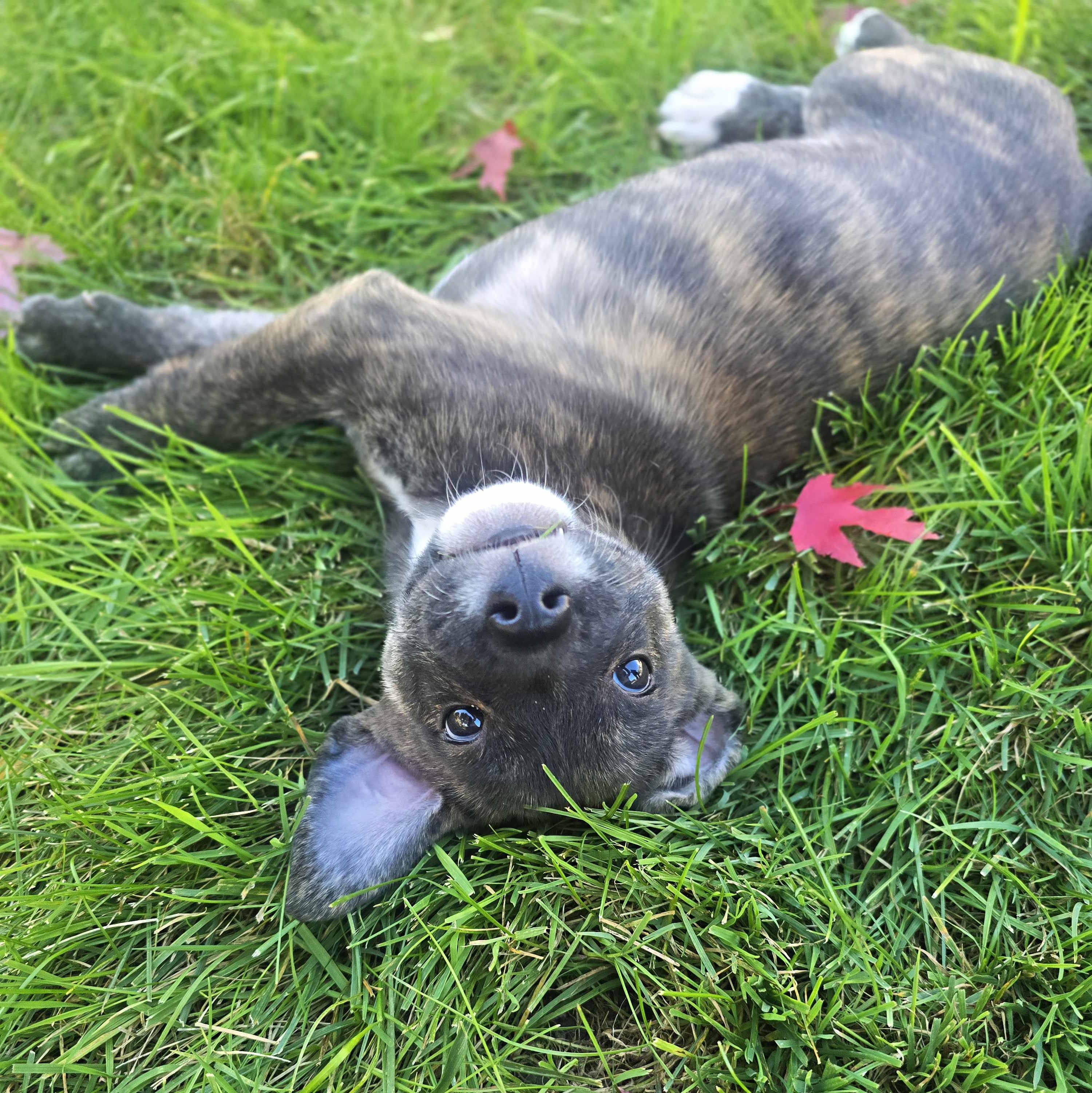 Enlarge Bucatini, a Adoptable mixed breed in Schaumburg, IL image 4/5