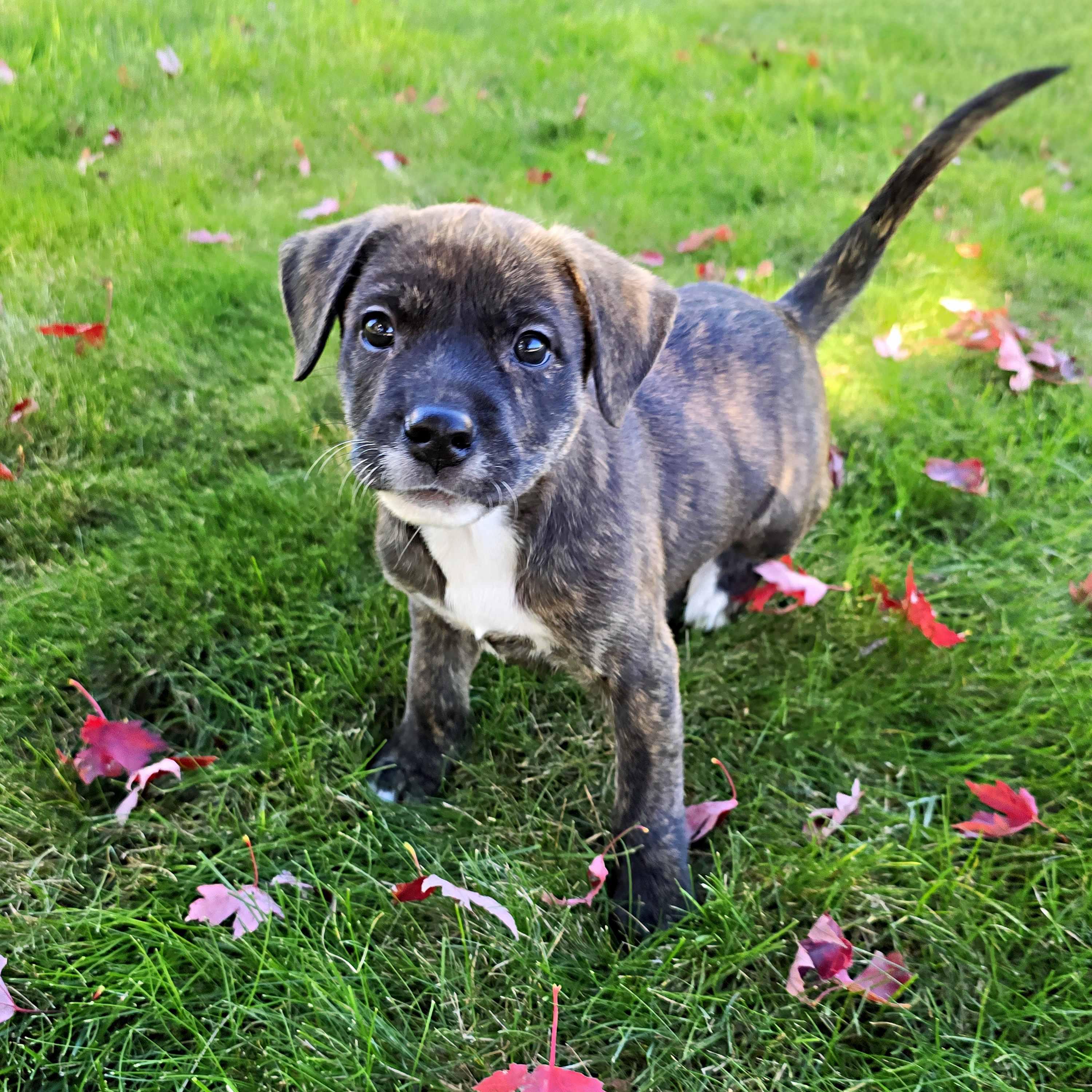 Enlarge Bucatini, a Adoptable mixed breed in Schaumburg, IL image 2/5