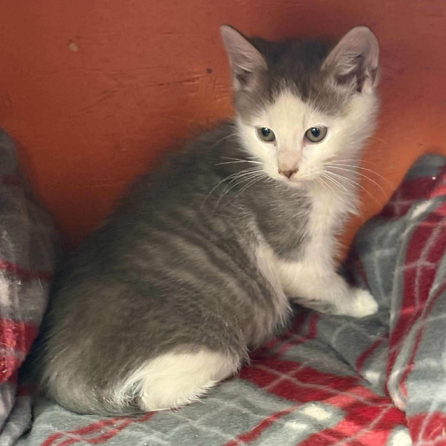 Turkey, a Adoptable mixed breed in Petersburg, IL image 3/4