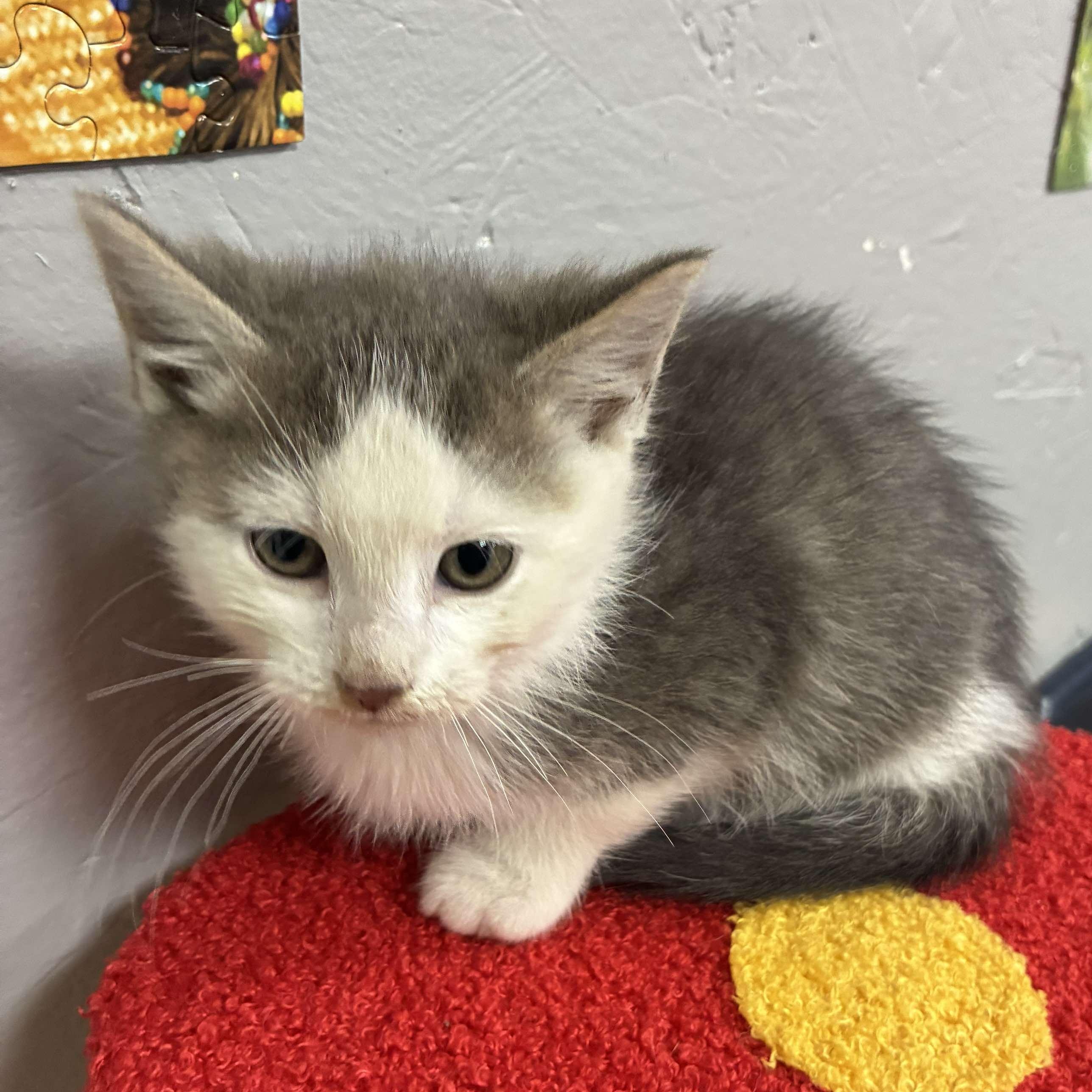 Turkey, a Adoptable mixed breed in Petersburg, IL image 2/4