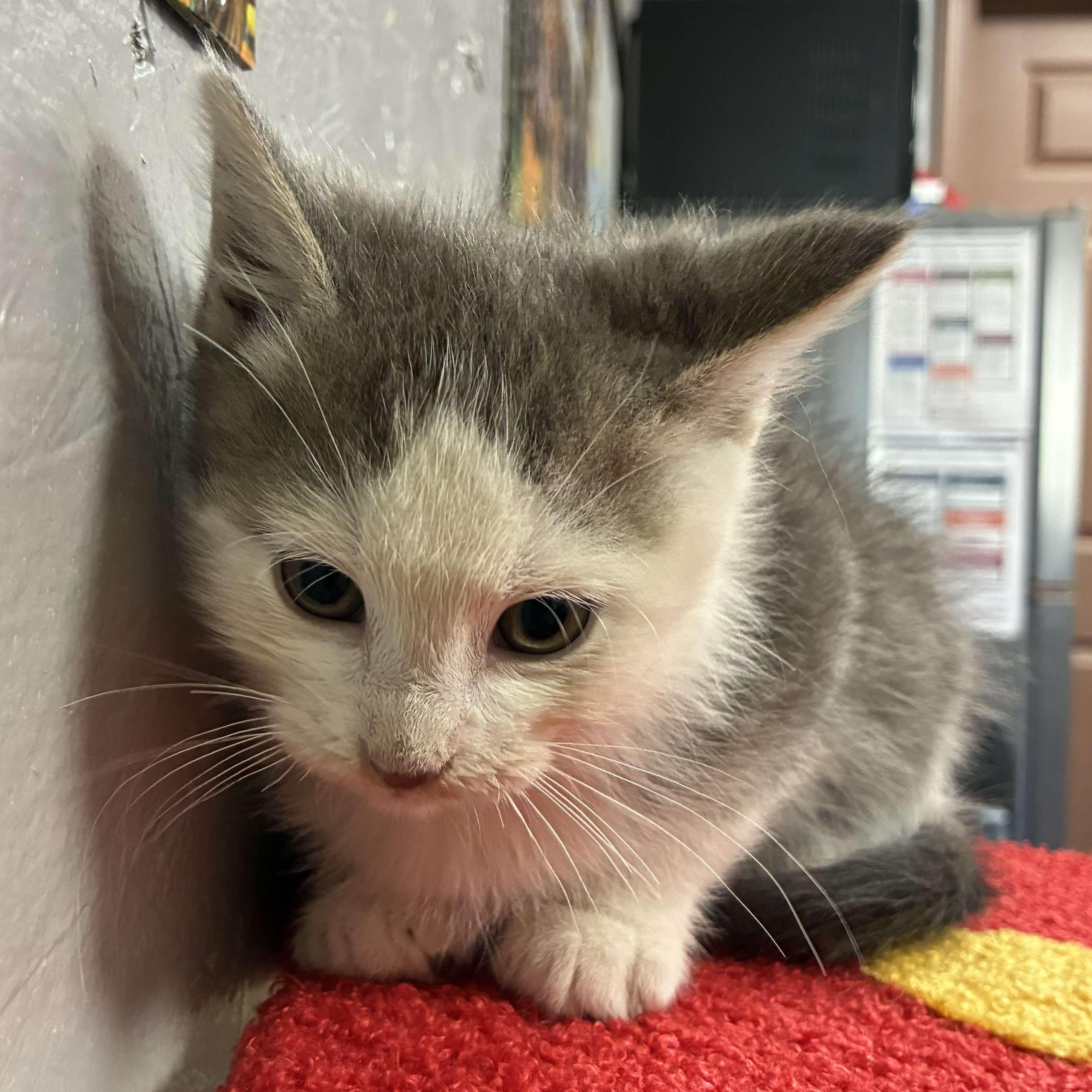 Turkey, a Adoptable mixed breed in Petersburg, IL image 4/4