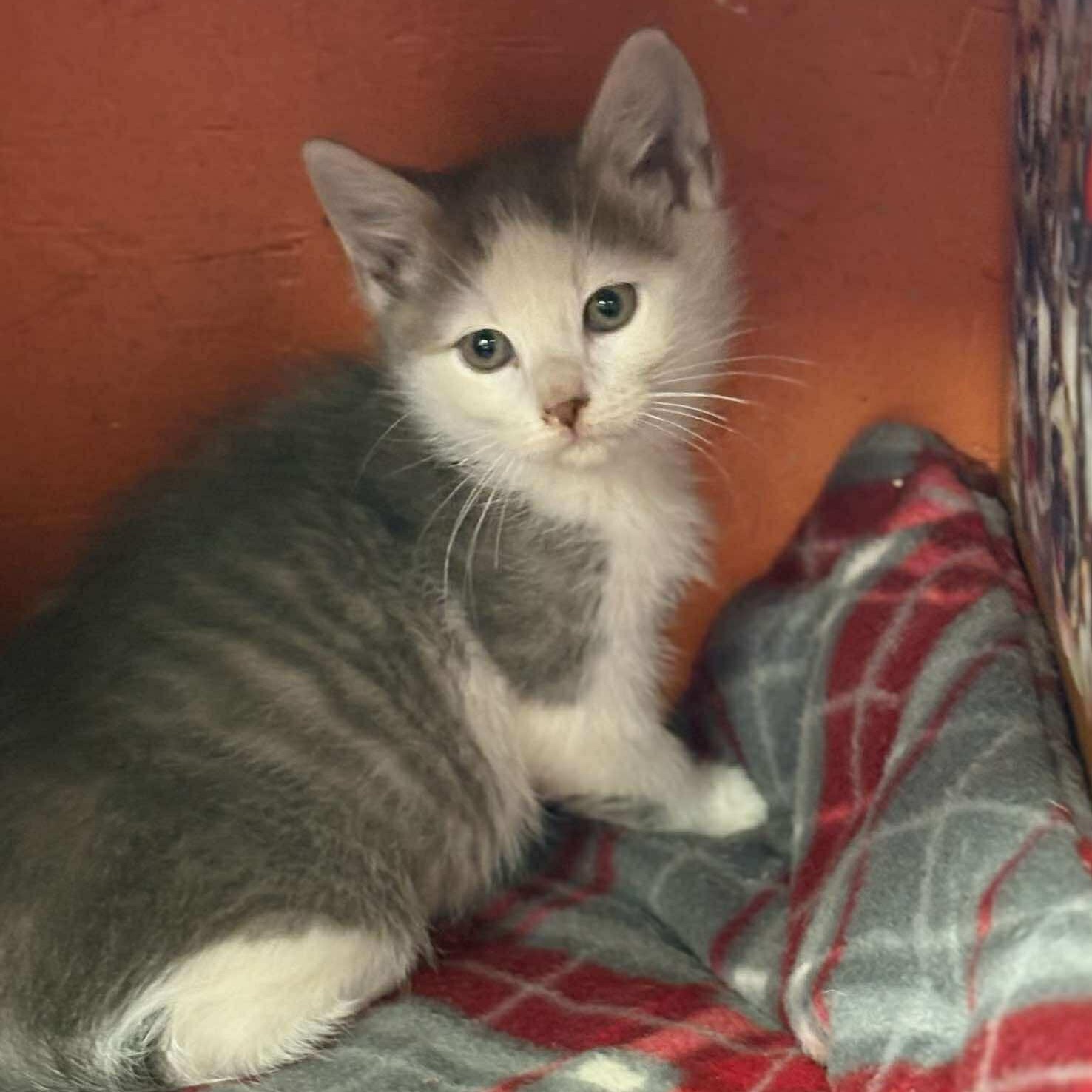 Turkey, Adoptable, Kitten Male Domestic Short Hair.