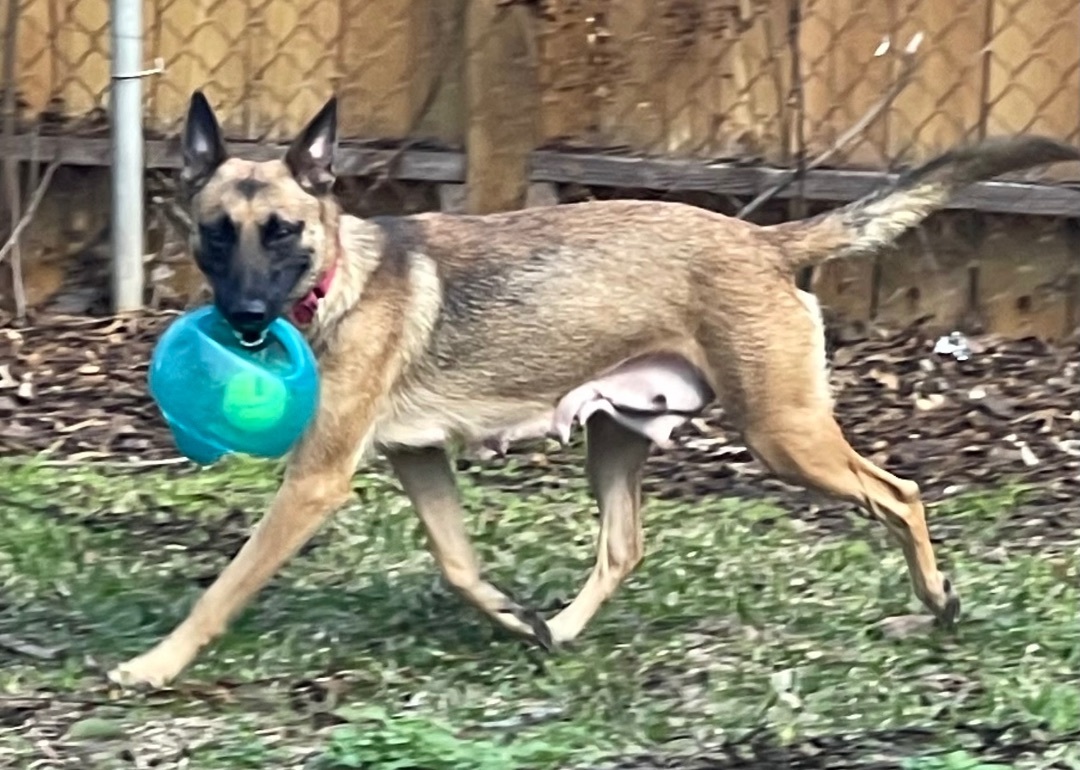 Enlarge Ginger, a Adopted Belgian Shepherd / Malinois in Bellaire, TX image 1/5