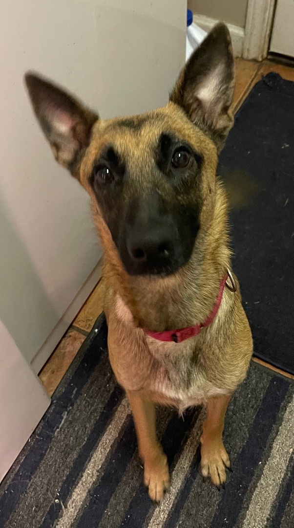Enlarge Ginger, a Adopted Belgian Shepherd / Malinois in Bellaire, TX image 2/5