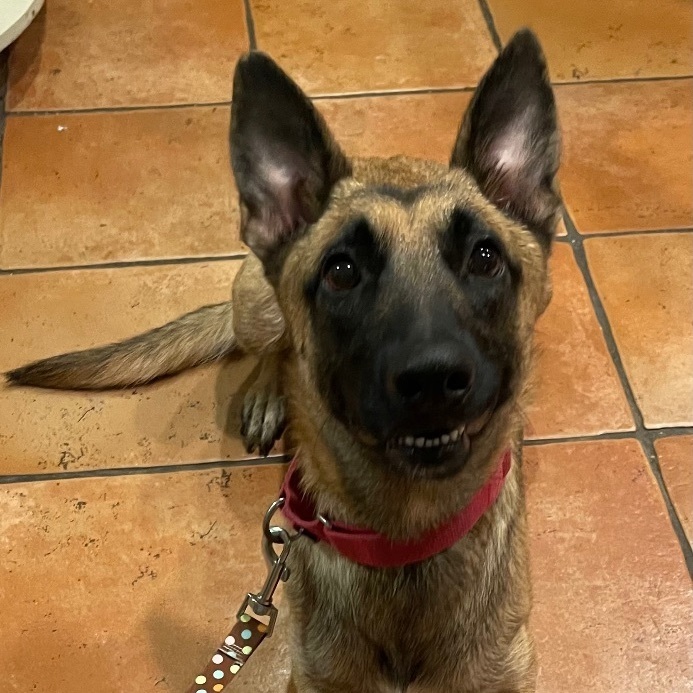 Enlarge Ginger, a Adopted Belgian Shepherd / Malinois in Bellaire, TX image 3/5