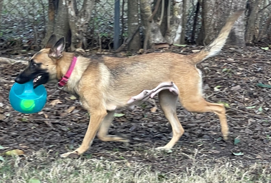 Enlarge Ginger, a Adopted Belgian Shepherd / Malinois in Bellaire, TX image 4/5