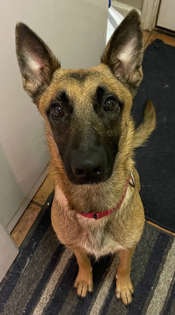 Enlarge Ginger, a Adopted Belgian Shepherd / Malinois in Bellaire, TX image 5/5