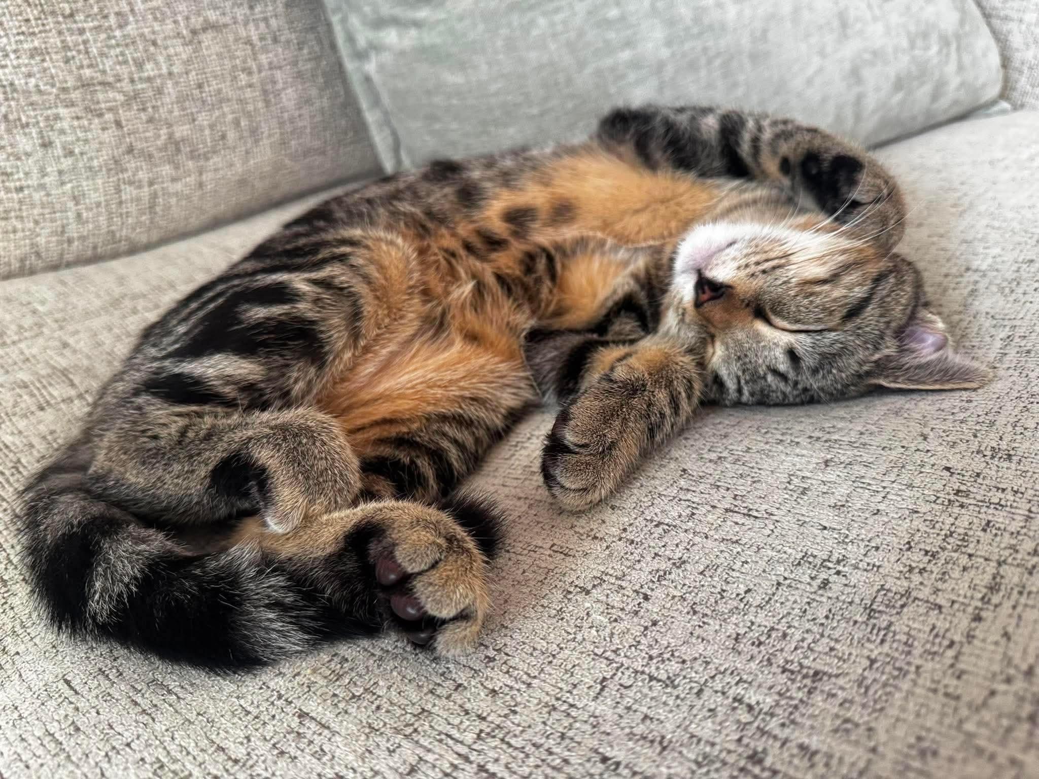 Enlarge Clementine, a ADOPTABLE Domestic Short Hair in Aberdeen, NC image 5/5
