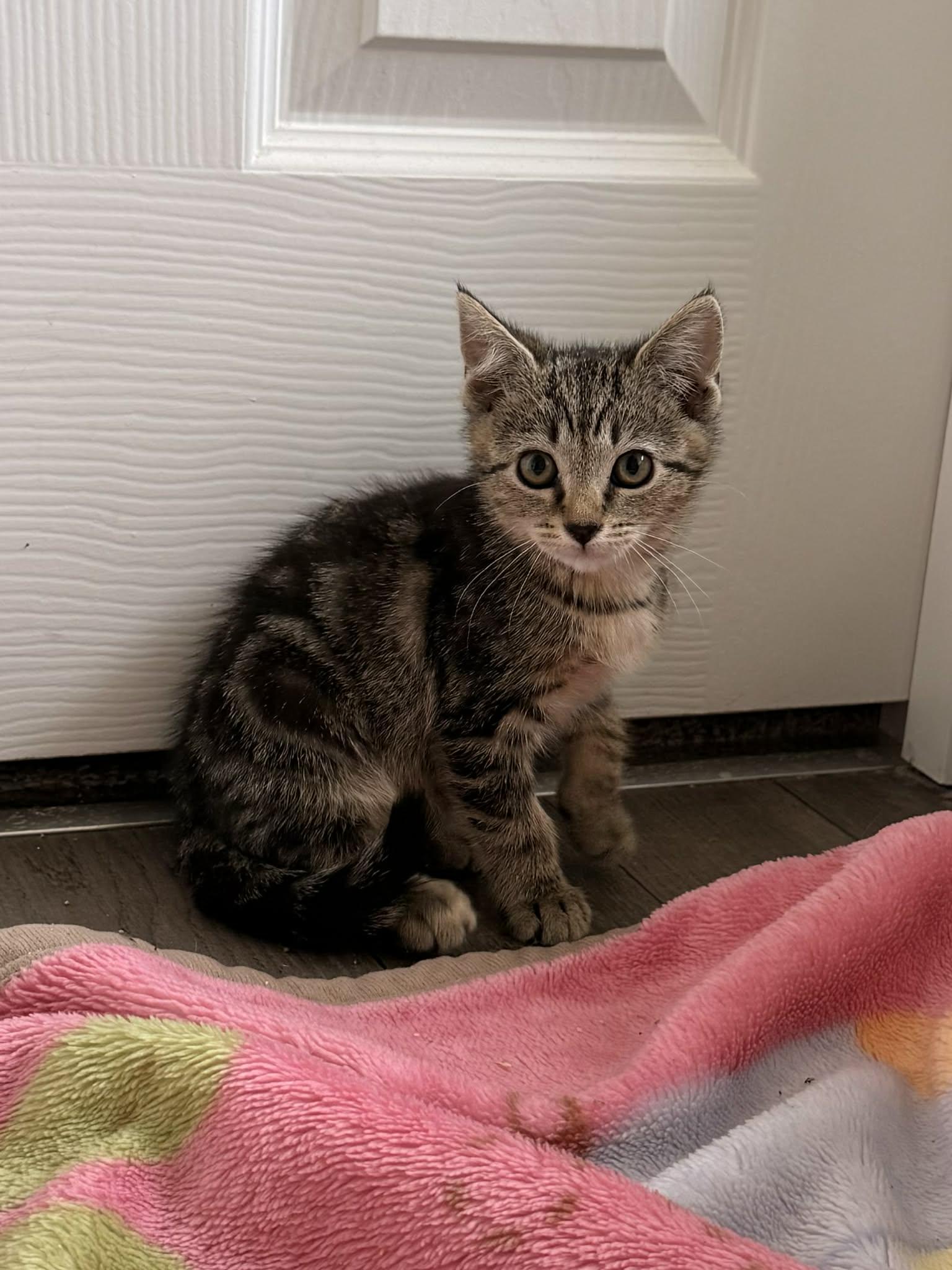 Enlarge Clementine, a ADOPTABLE Domestic Short Hair in Aberdeen, NC image 3/5