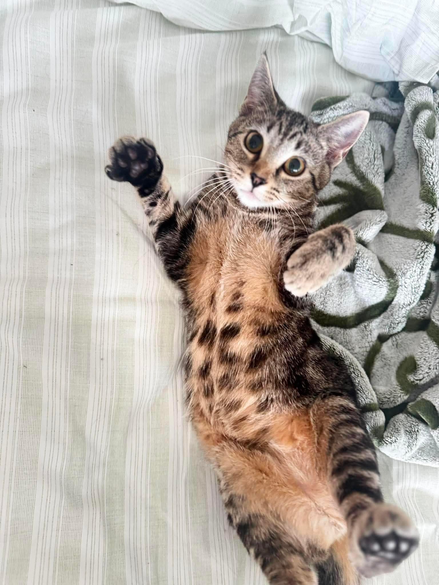 Enlarge Clementine, a ADOPTABLE Domestic Short Hair in Aberdeen, NC image 1/5
