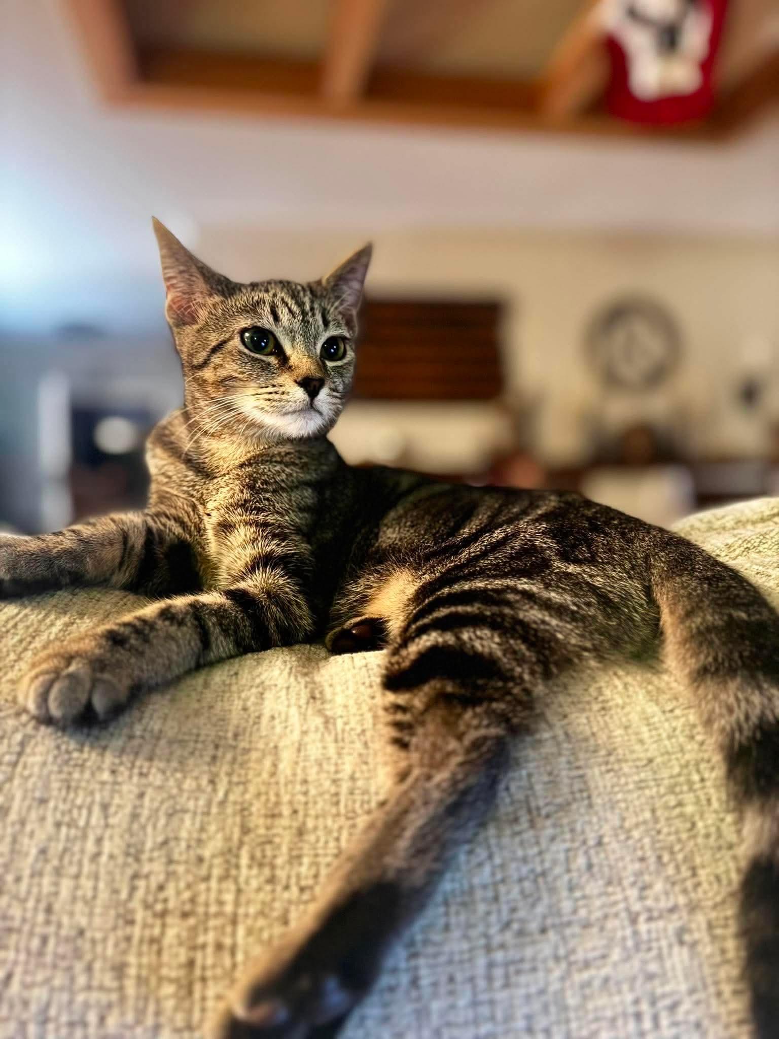 Enlarge Clementine, a ADOPTABLE Domestic Short Hair in Aberdeen, NC image 4/5