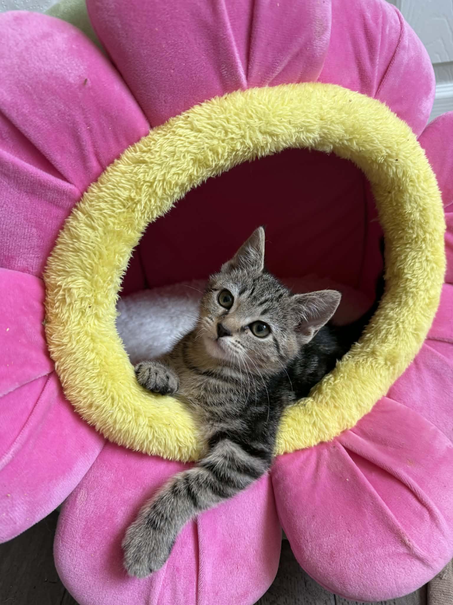 Enlarge Clementine, a ADOPTABLE Domestic Short Hair in Aberdeen, NC image 2/5