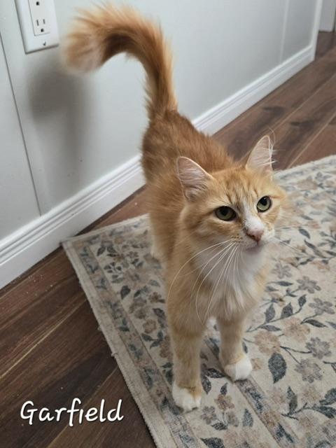Garfield, an adopted Domestic Long Hair in Fredericton, NB image 4/4