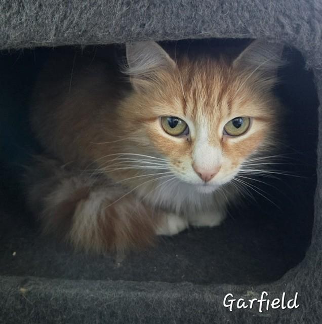 Garfield, adopted, Adult Female Domestic Long Hair.