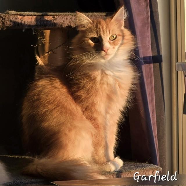 Garfield, an adopted Domestic Long Hair in Fredericton, NB image 2/4