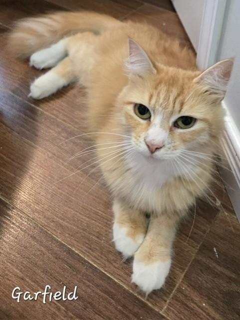Garfield, an adopted Domestic Long Hair in Fredericton, NB image 3/4