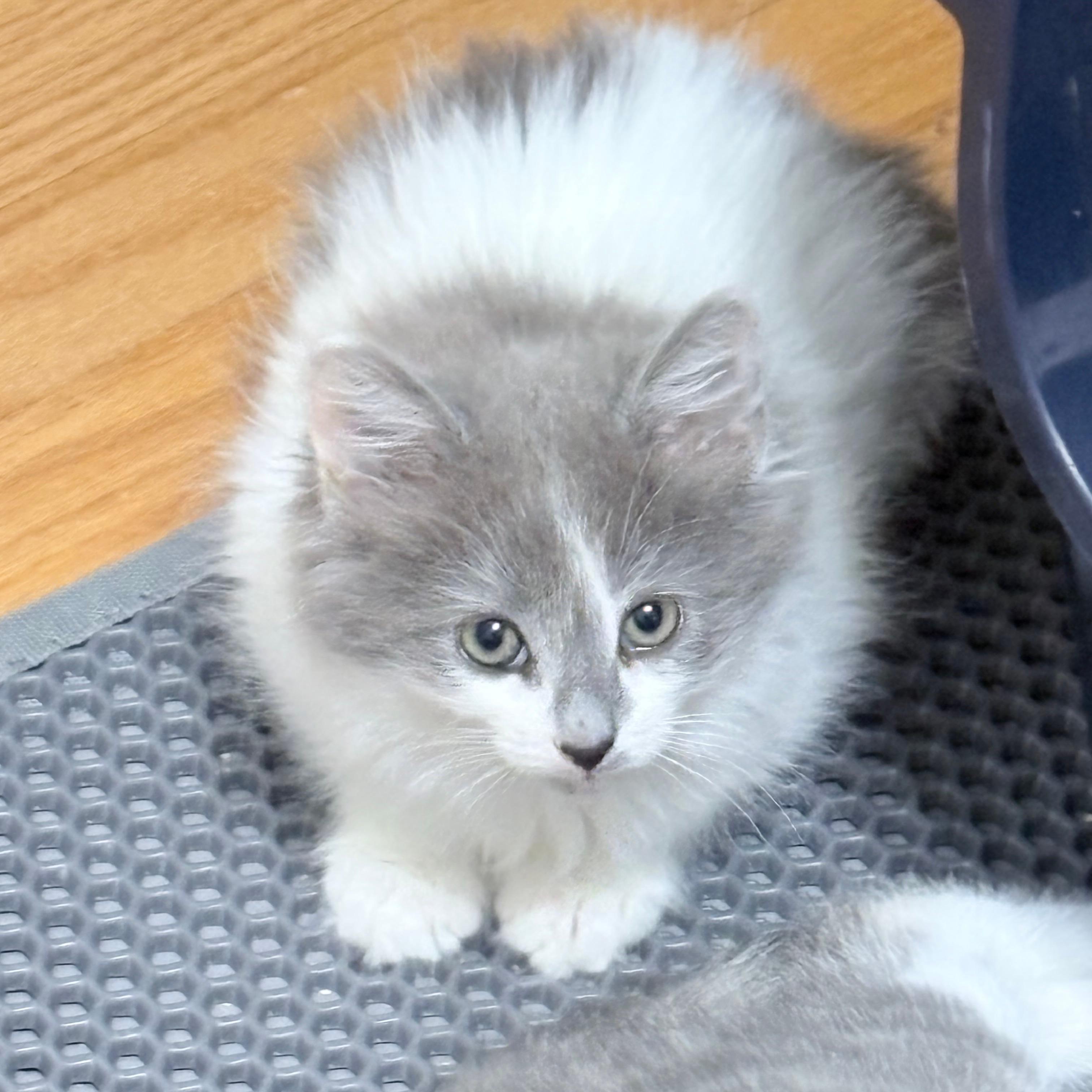 Fluff, adopted, Kitten Female Domestic Medium Hair & Ragdoll.