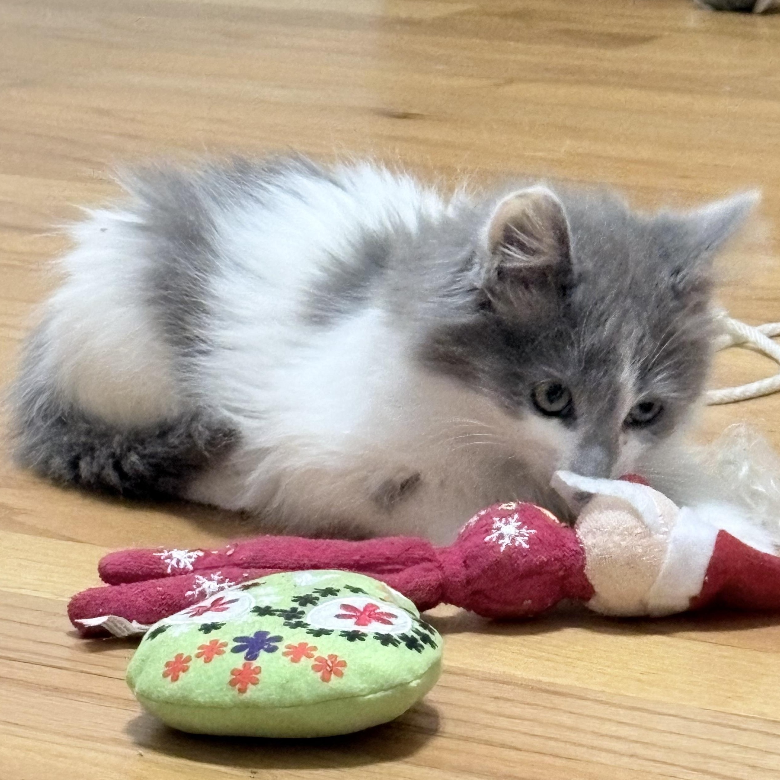Enlarge Fluff, an adopted mixed breed in Hyattsville, MD image 3/6