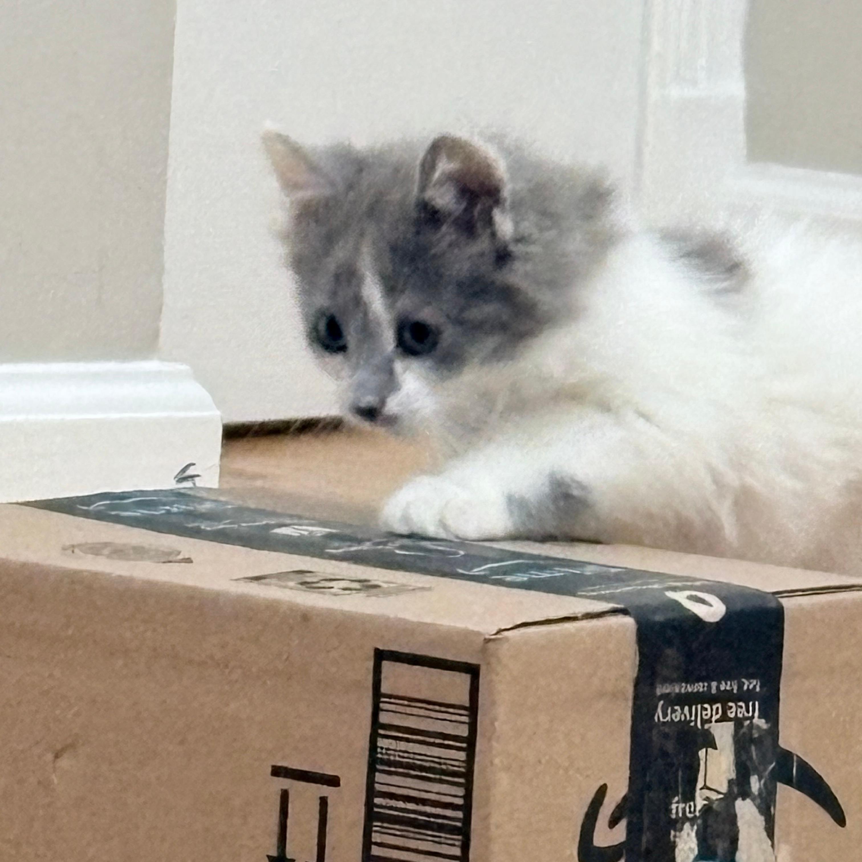 Enlarge Fluff, an adopted mixed breed in Hyattsville, MD image 5/6