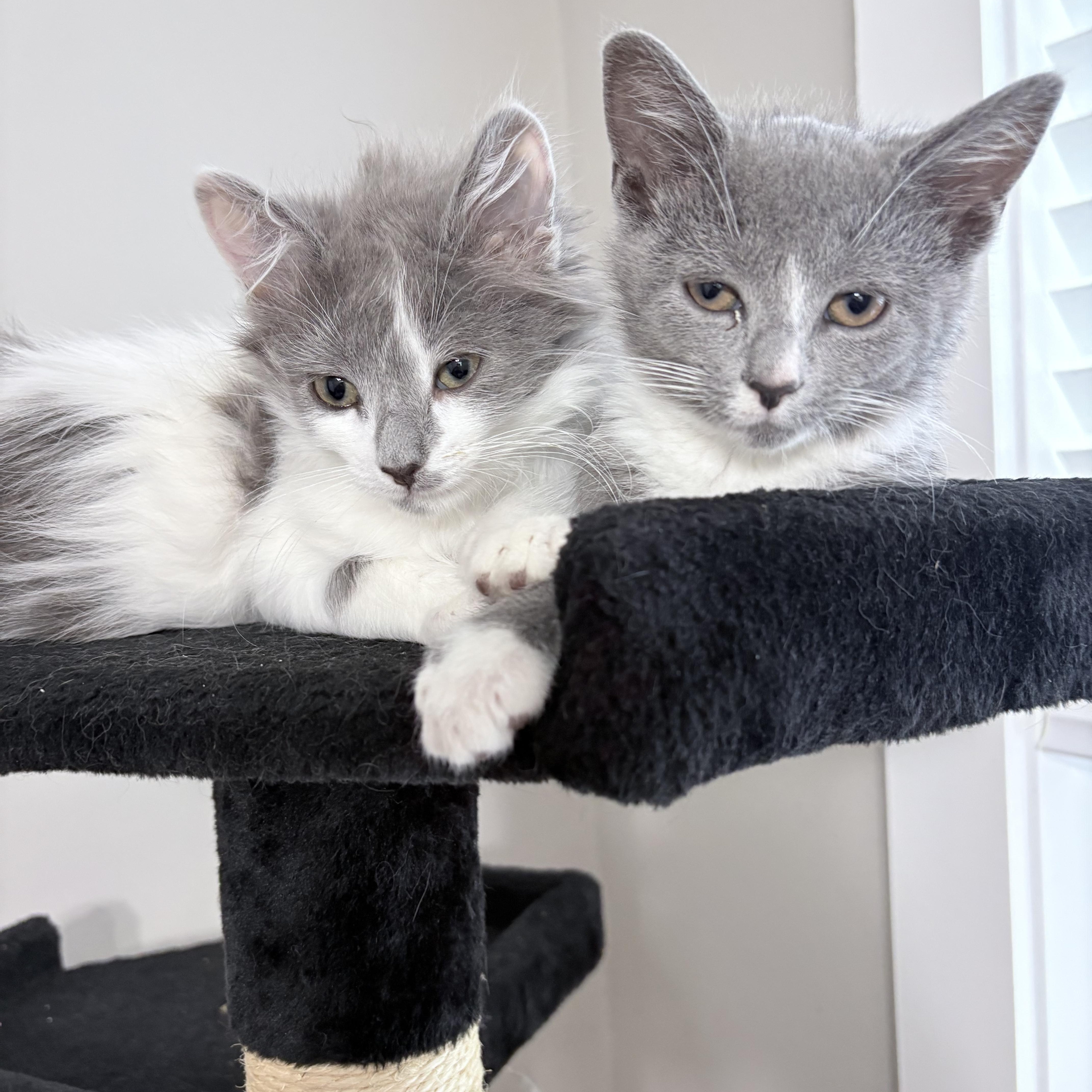 Enlarge Fluff, an adopted mixed breed in Hyattsville, MD image 4/6