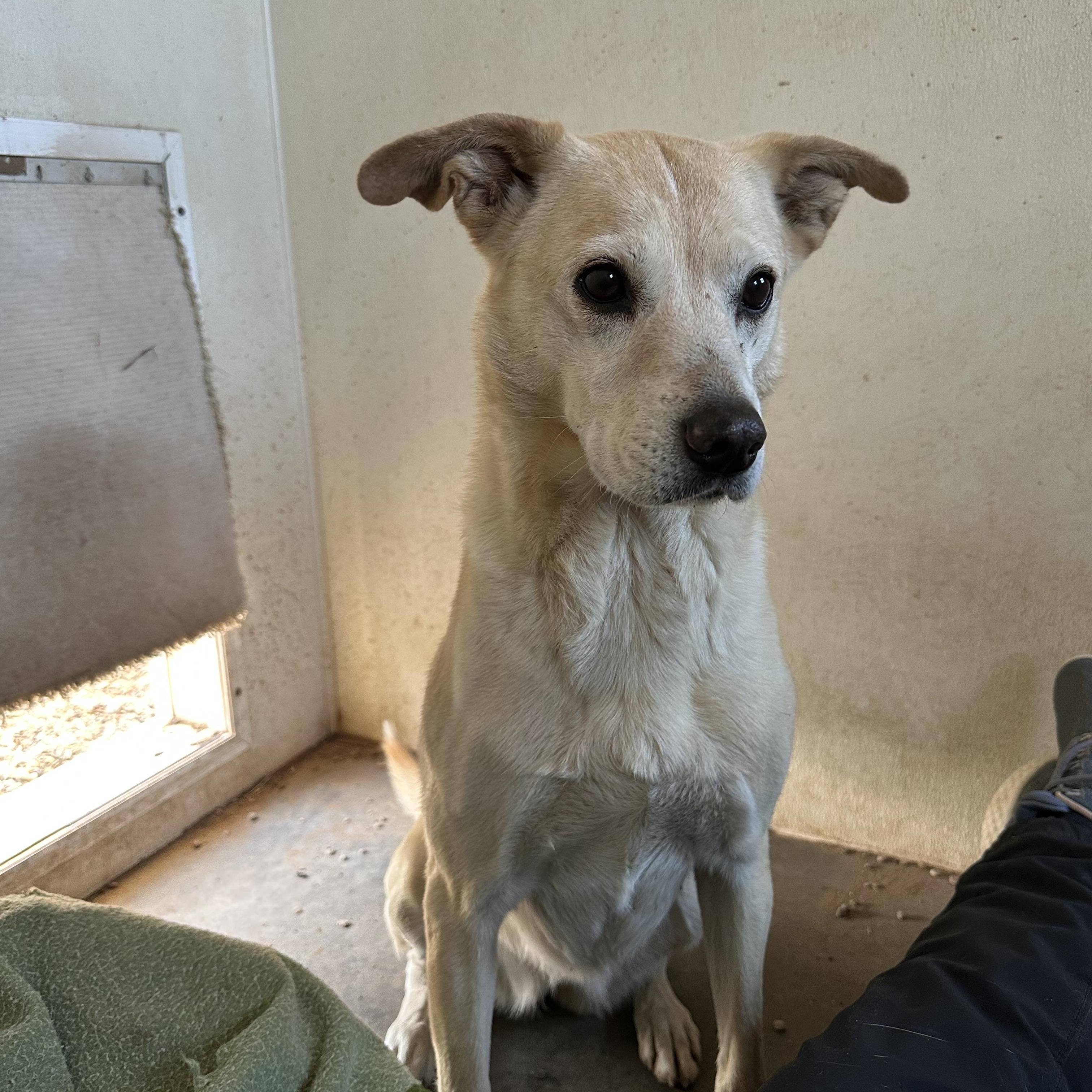 Sadie — thumbnail 2