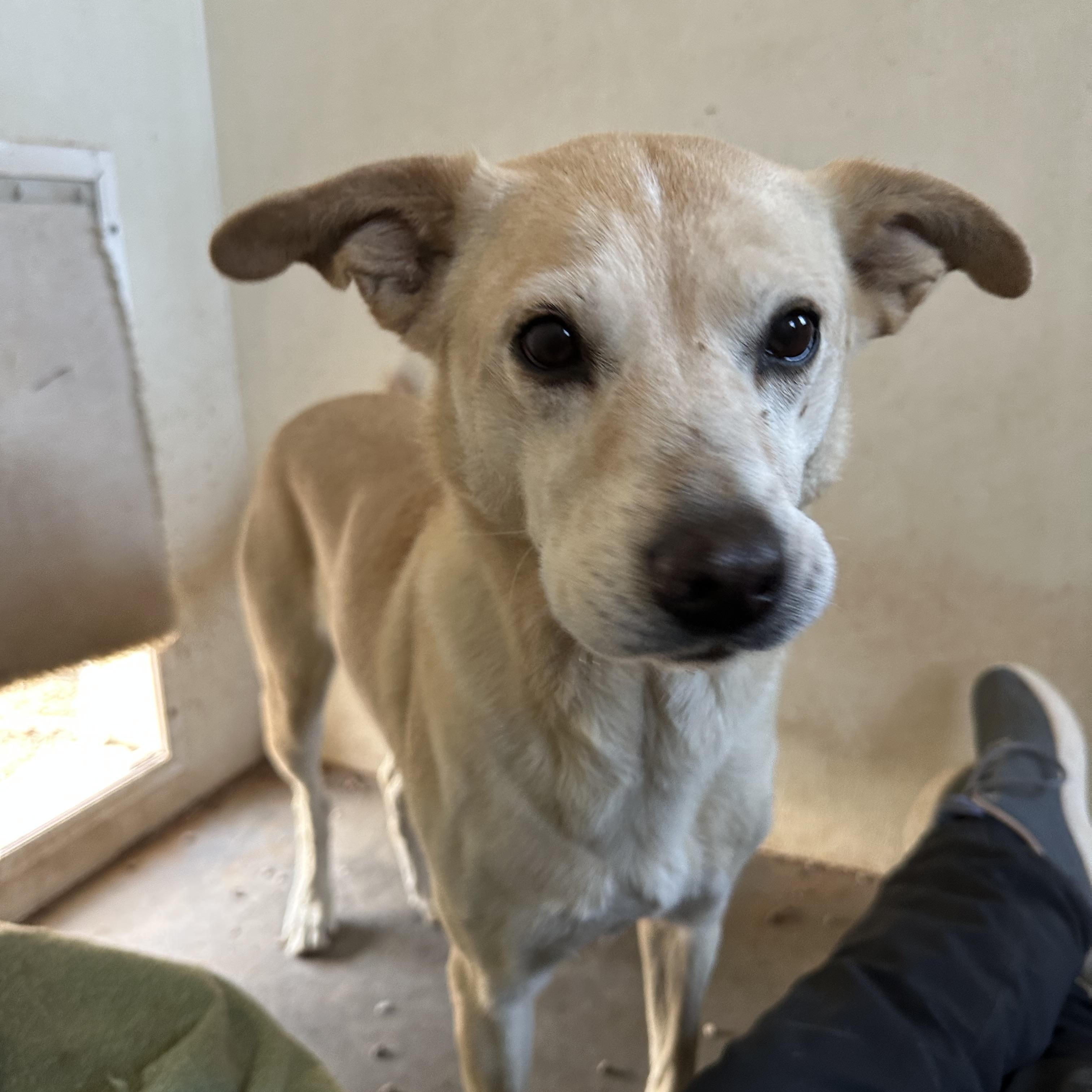 Sadie — thumbnail 4