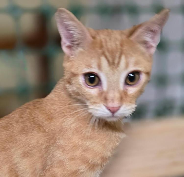 Enlarge Ludwig, an adopted mixed breed in Las Cruces, NM image 1/2