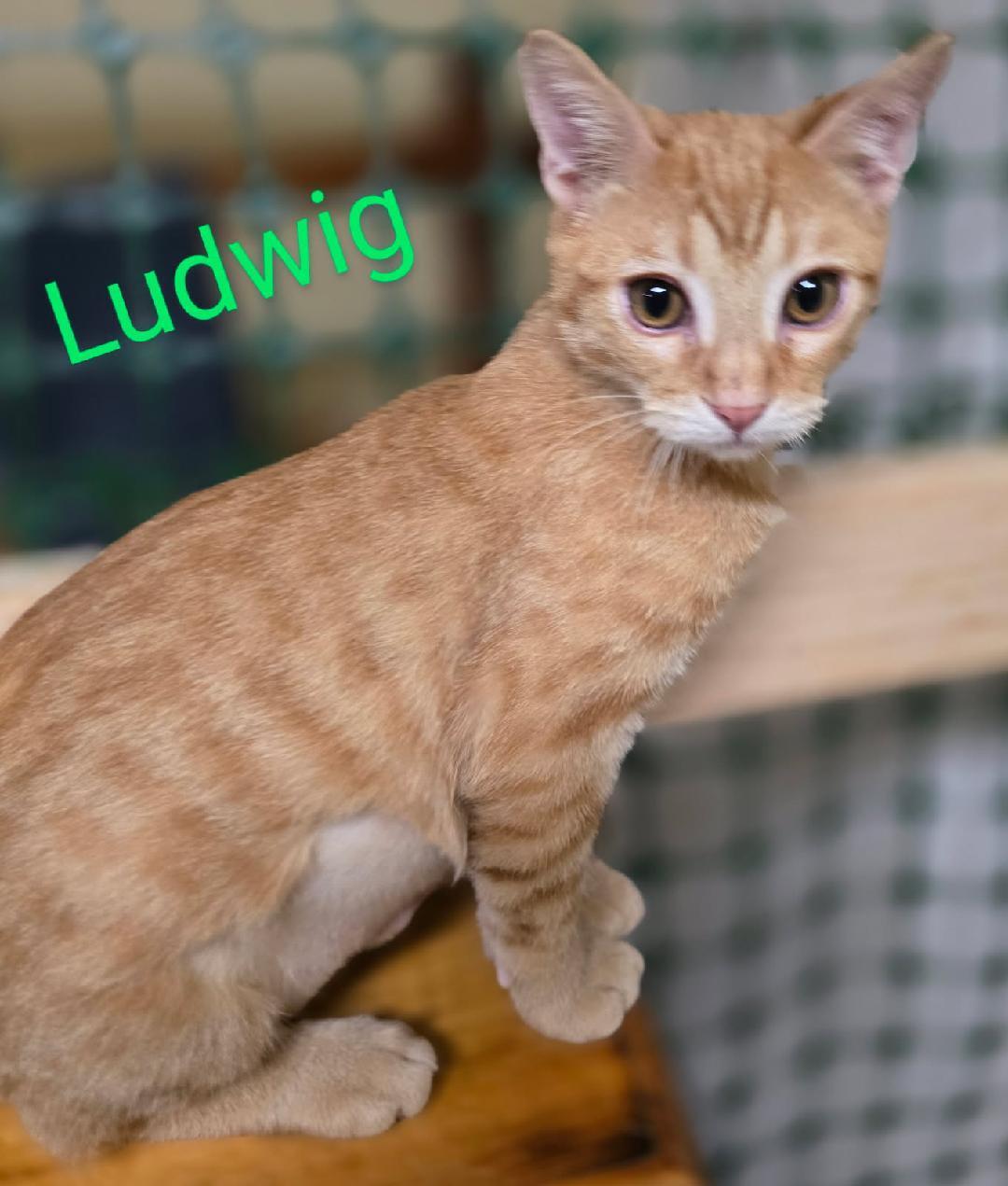 Enlarge Ludwig, an adopted mixed breed in Las Cruces, NM image 2/2