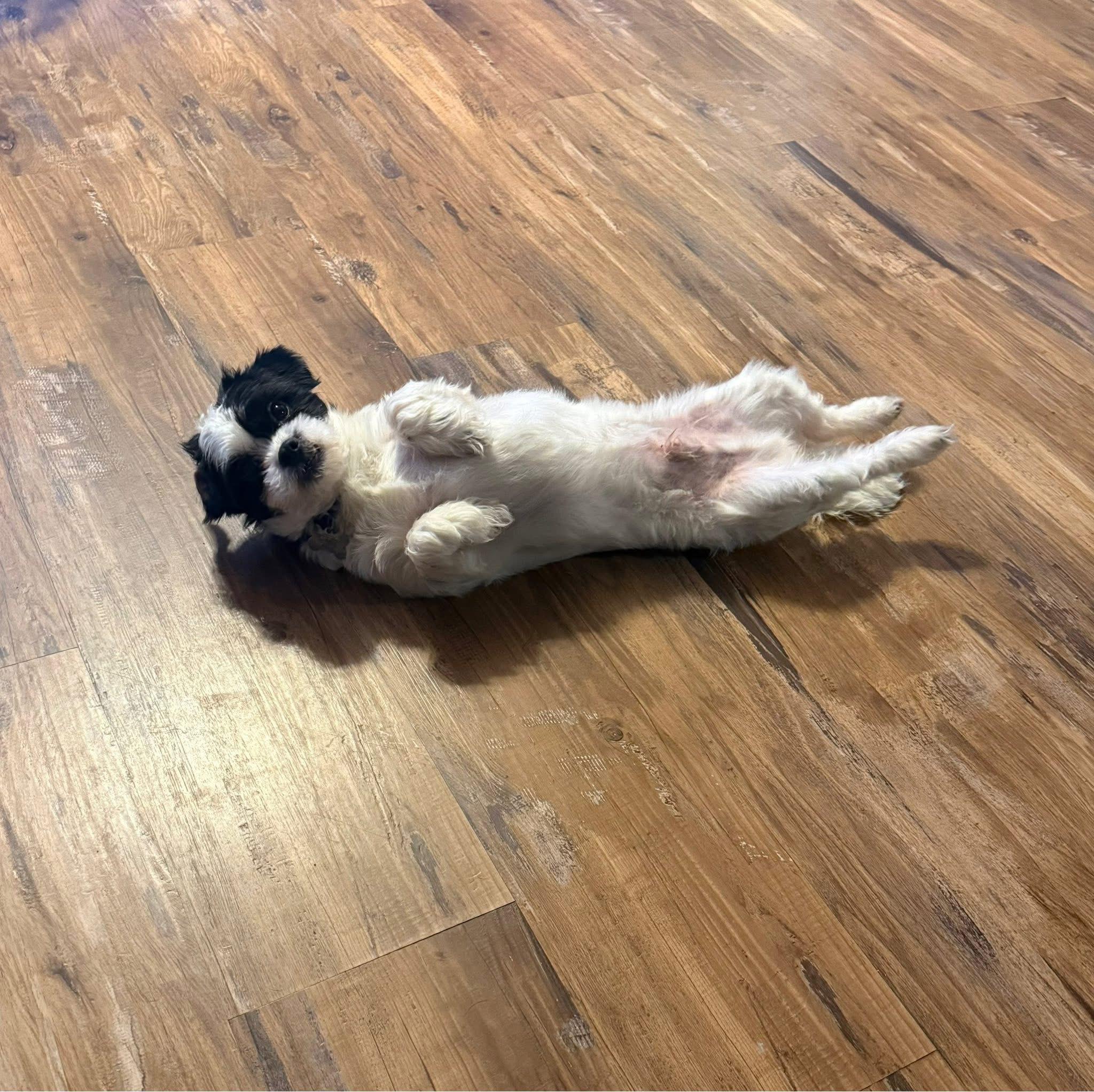 Enlarge Snoopy, an adopted mixed breed in Salamanca, NY image 3/4