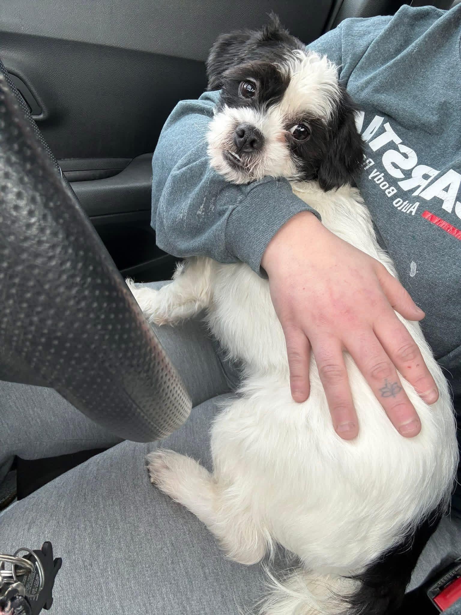 Snoopy, adopted, Young Male Yorkie Poo.