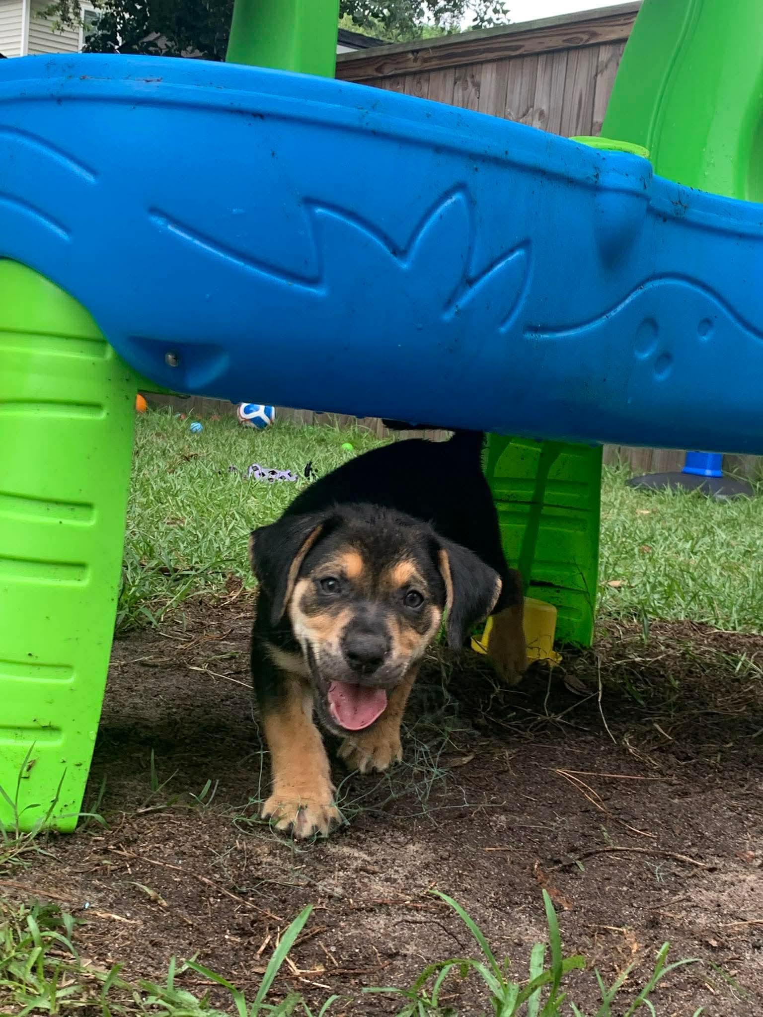 Vance, a ADOPTABLE mixed breed in Wando, SC image 4/5