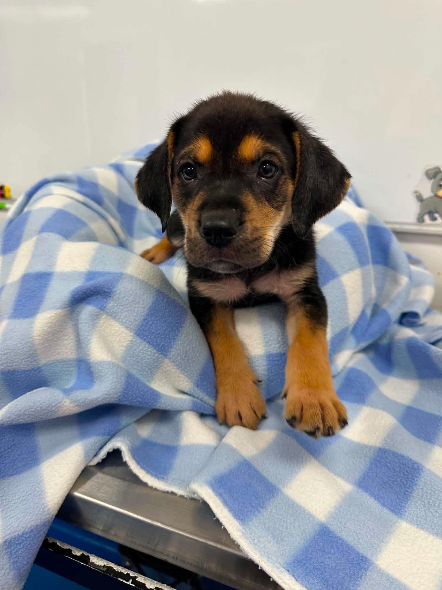 Vance, a ADOPTABLE mixed breed in Wando, SC image 2/5
