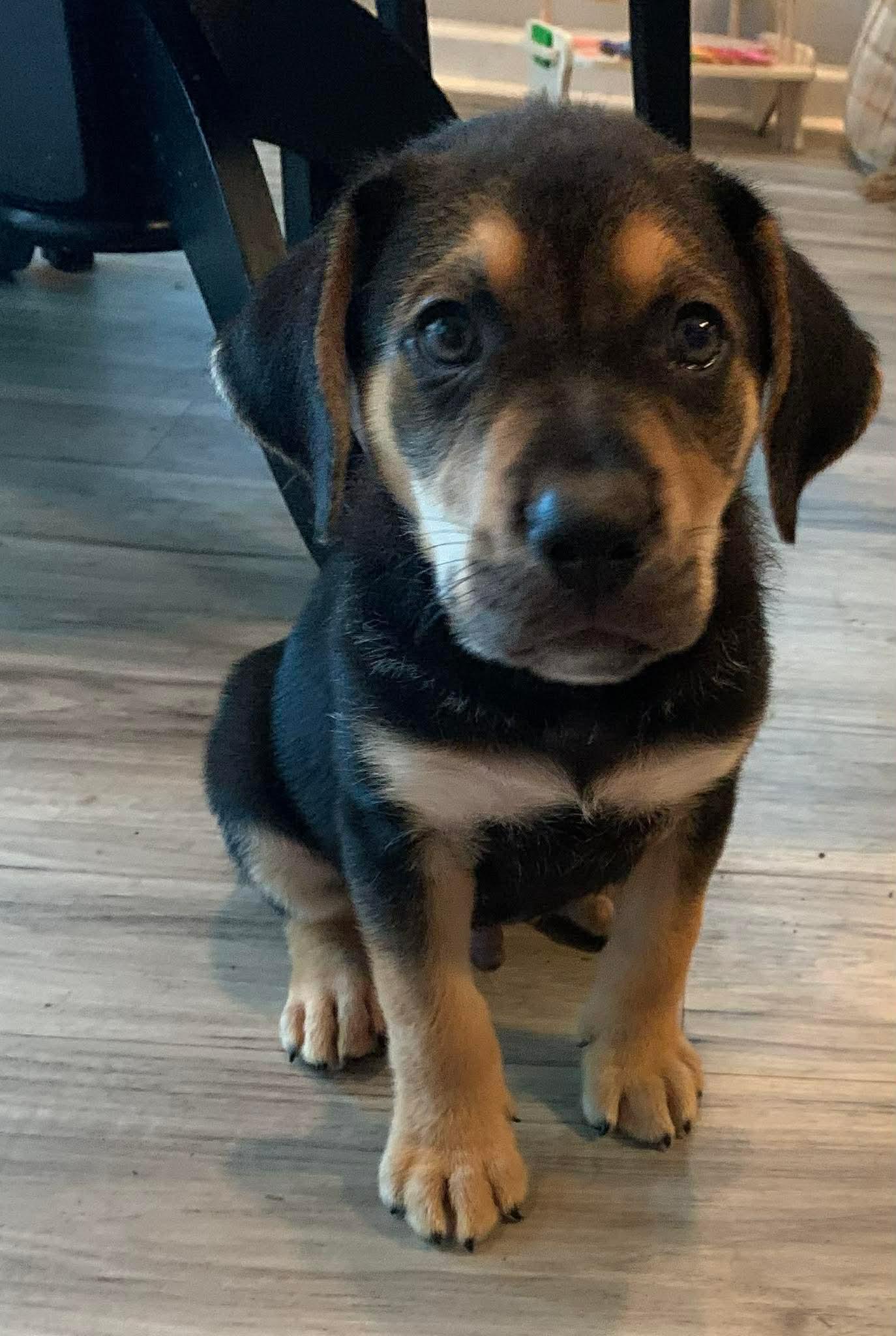 Vance, ADOPTABLE, Puppy Male Retriever.
