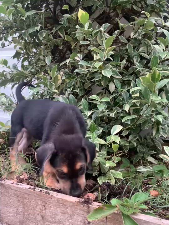 Enlarge Vance, a ADOPTABLE mixed breed in Wando, SC video 3/5