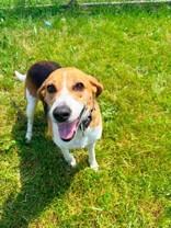 Margo, an adopted mixed breed in Whitby, ON image 1/2