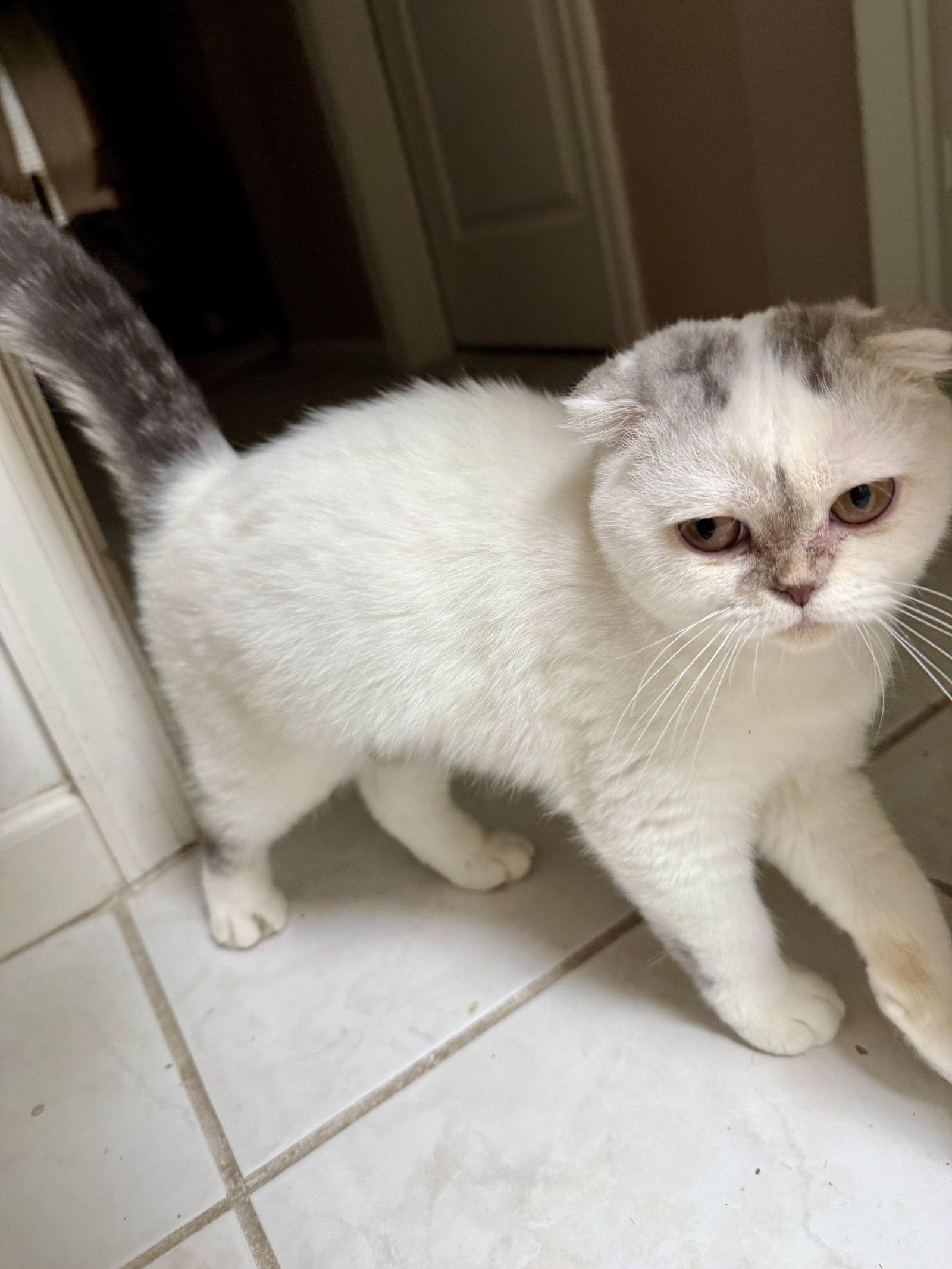 Nyla Harper, Adoptable, Young Female Scottish Fold.