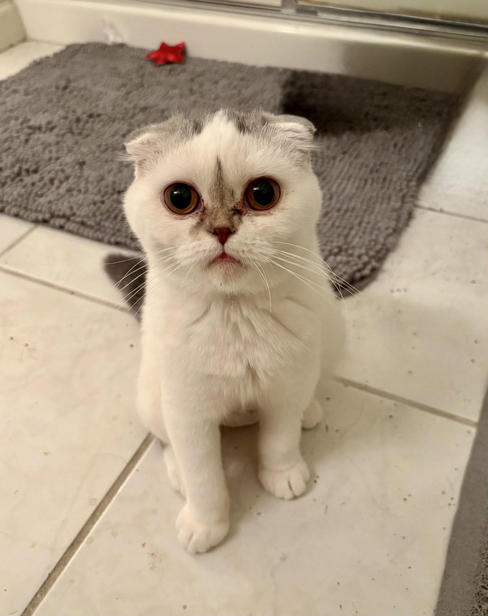 Enlarge Nyla Harper, a Adoptable Scottish Fold in Broomall, PA image 2/3