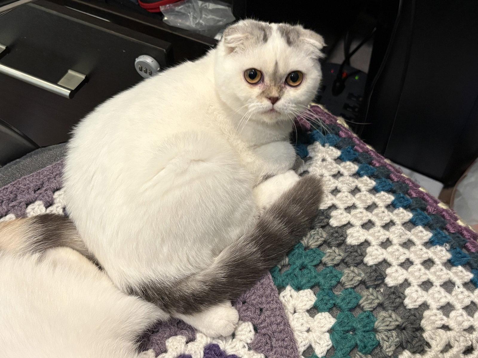 Enlarge Nyla Harper, a Adoptable Scottish Fold in Broomall, PA image 3/3