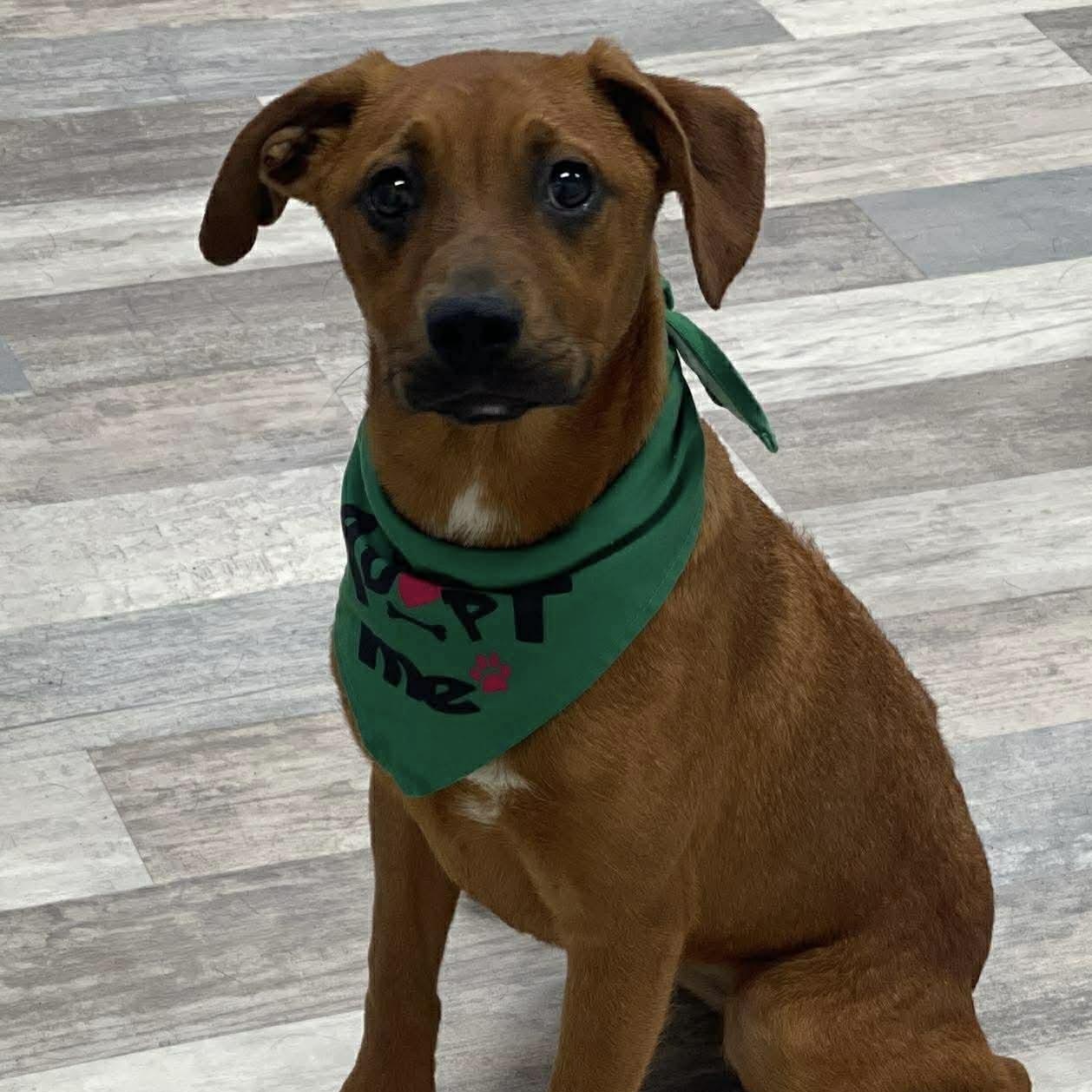 Raika - Local May 22-24, adoptable, Puppy Female Labrador Retriever.