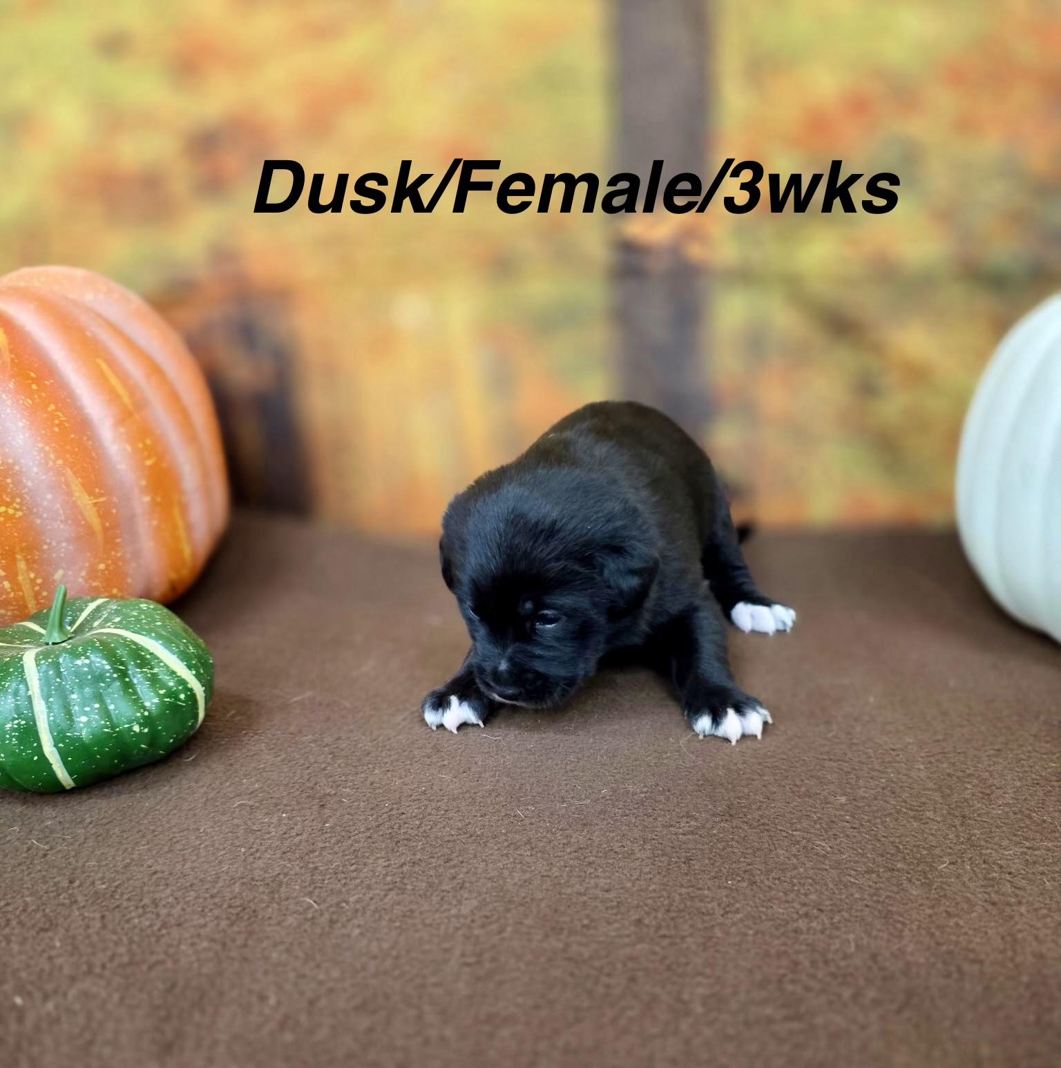 Dusk, Adoptable, Puppy Male Border Collie.