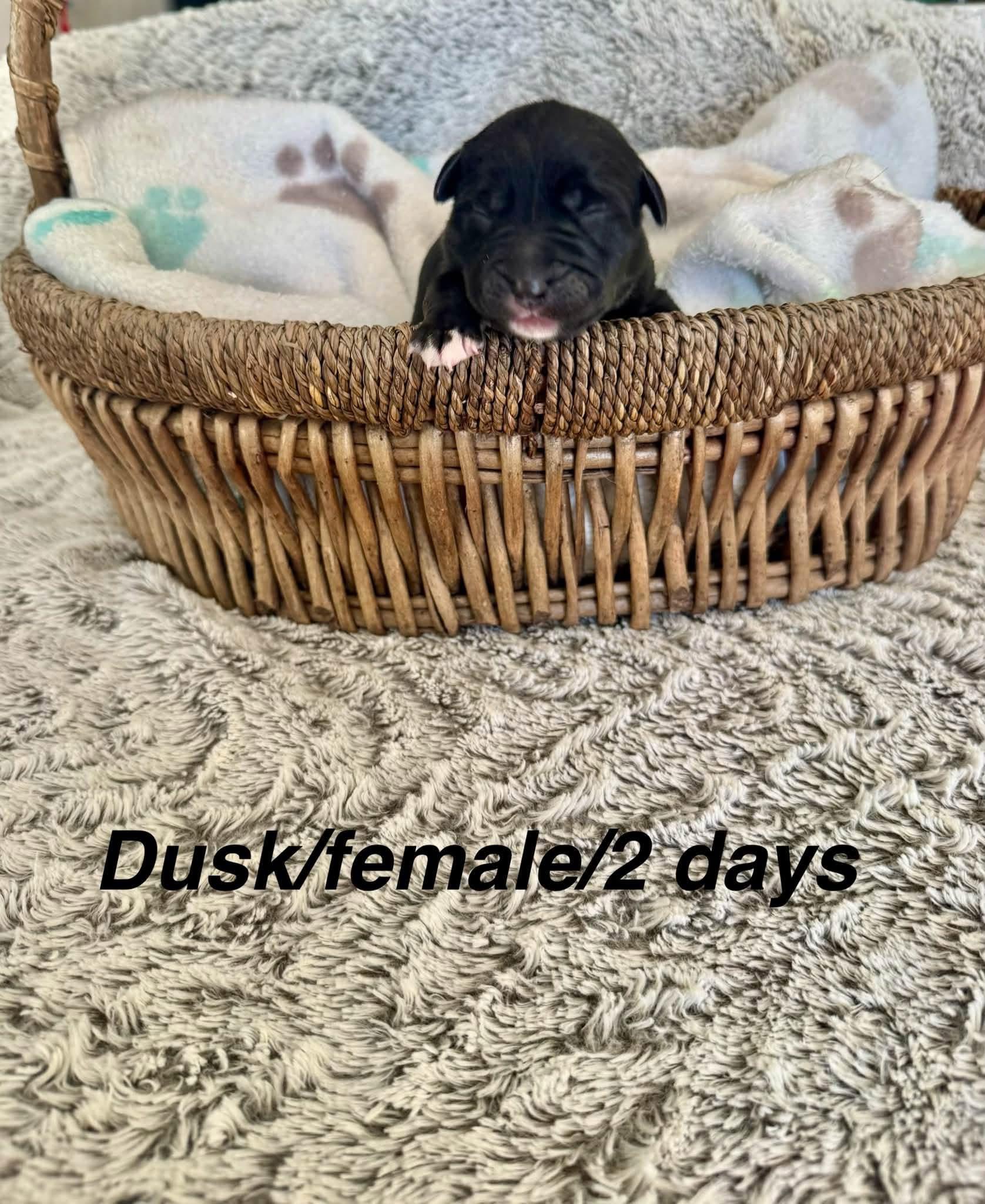 Enlarge Dusk, a Adoptable Border Collie in North Bend, OR image 2/2