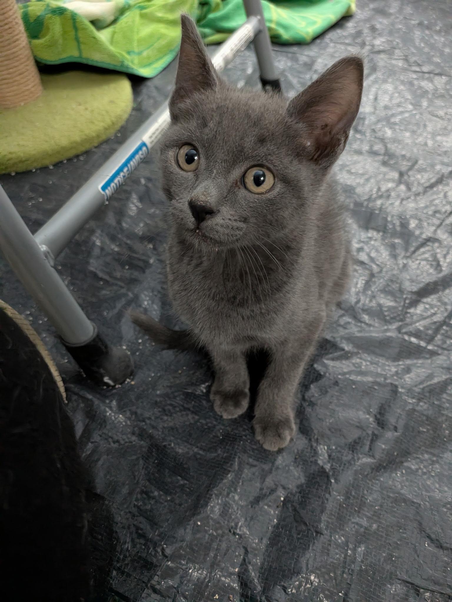 Enlarge Hefty, a Adoptable Domestic Short Hair in Oceanside, CA image 1/2